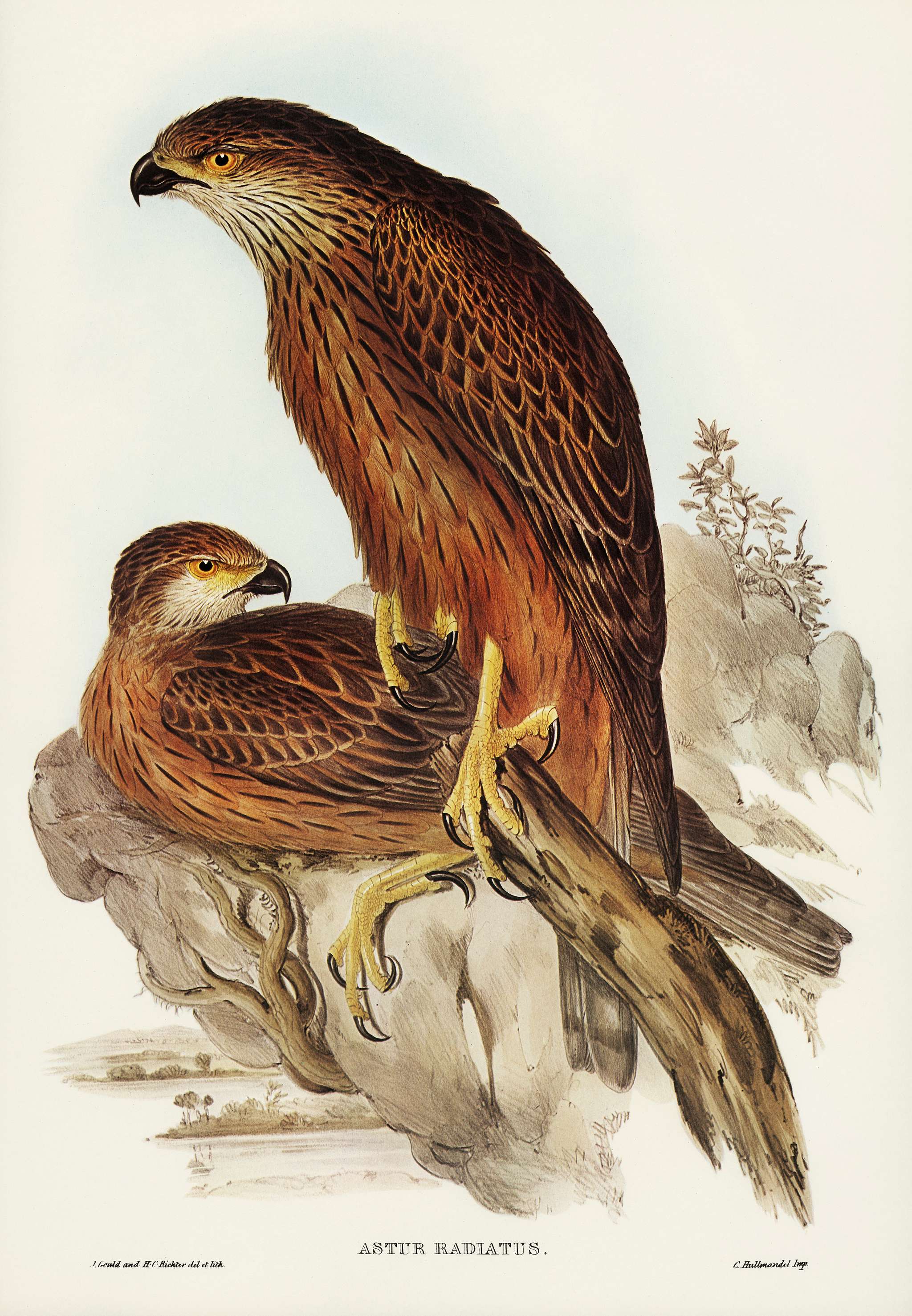 Radiated Goshawk (Astur radintus) illustrated by Elizabeth Gould (1804–1841) for John Gould’s (1804-1881) Birds... Radiated Goshawk (Astur radintus) illustrated by Elizabeth Gould (1804–1841) for John Gould’s (1804-1881) Birds...