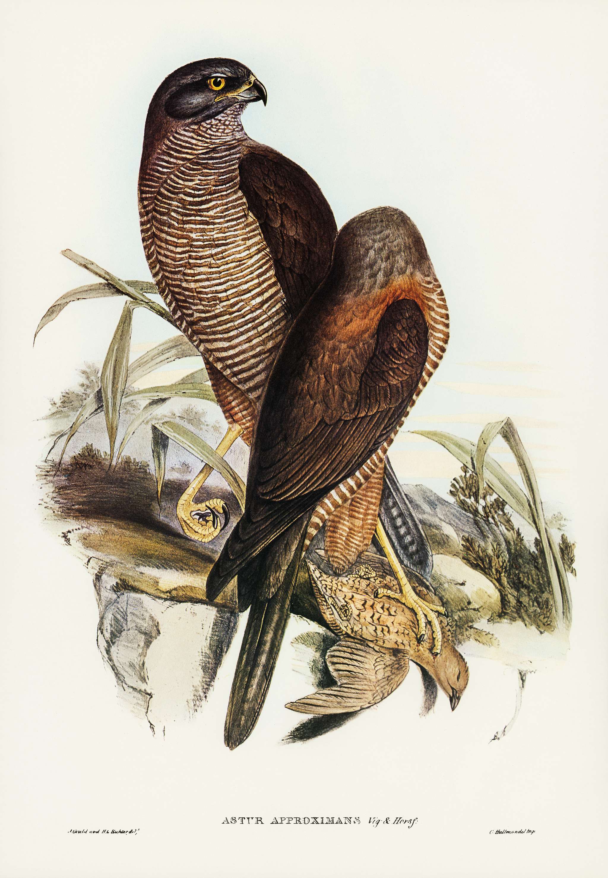Australian Goshawk (Astur approximans) illustrated by Elizabeth Gould (1804–1841) for John Gould’s (1804-1881)... Australian Goshawk (Astur approximans) illustrated by Elizabeth Gould (1804–1841) for John Gould’s (1804-1881)...