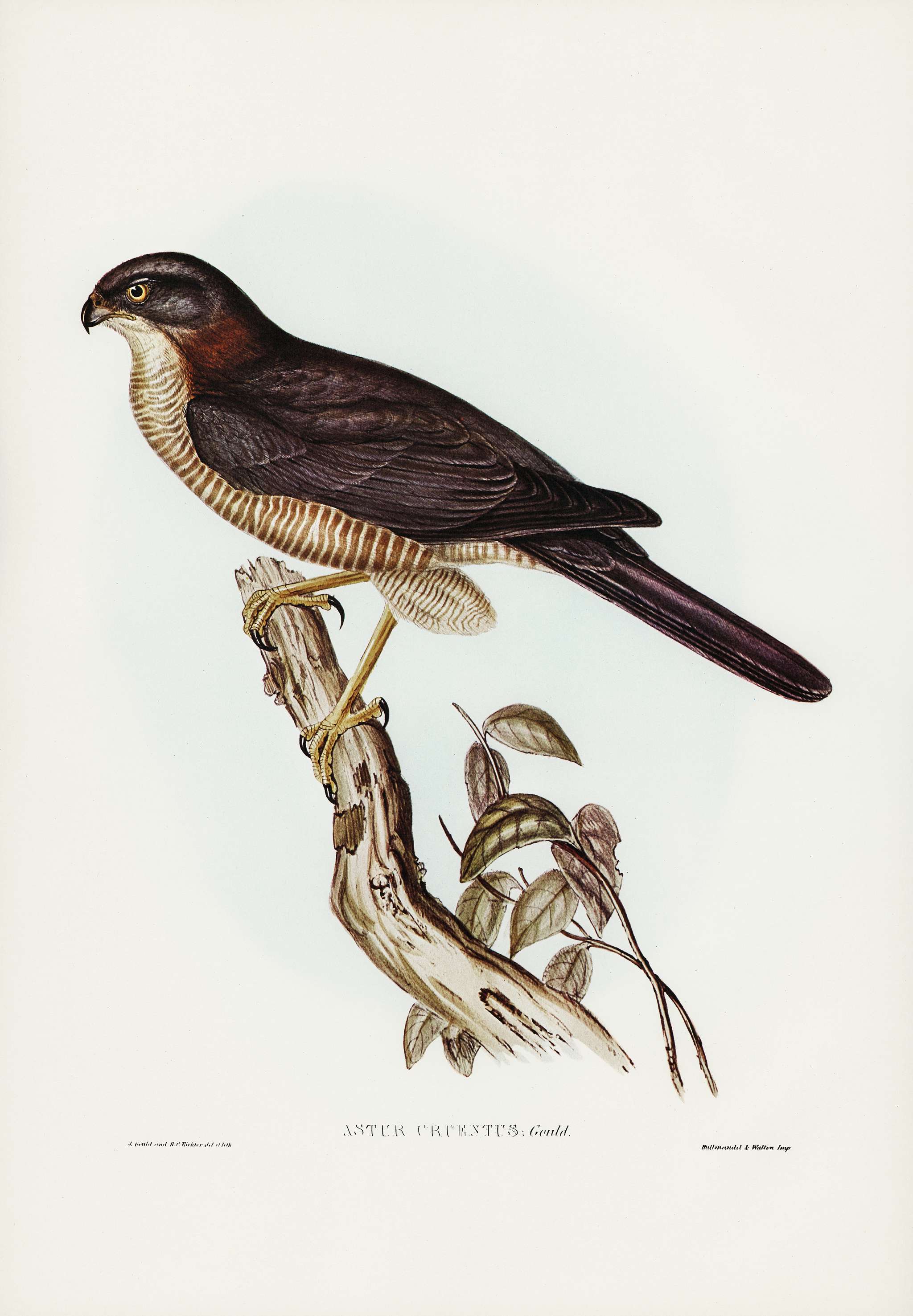 West Australian Goshawk (Astur cruentus) illustrated by Elizabeth Gould (1804–1841) for John Gould’s (1804-1881... West Australian Goshawk (Astur cruentus) illustrated by Elizabeth Gould (1804–1841) for John Gould’s (1804-1881...