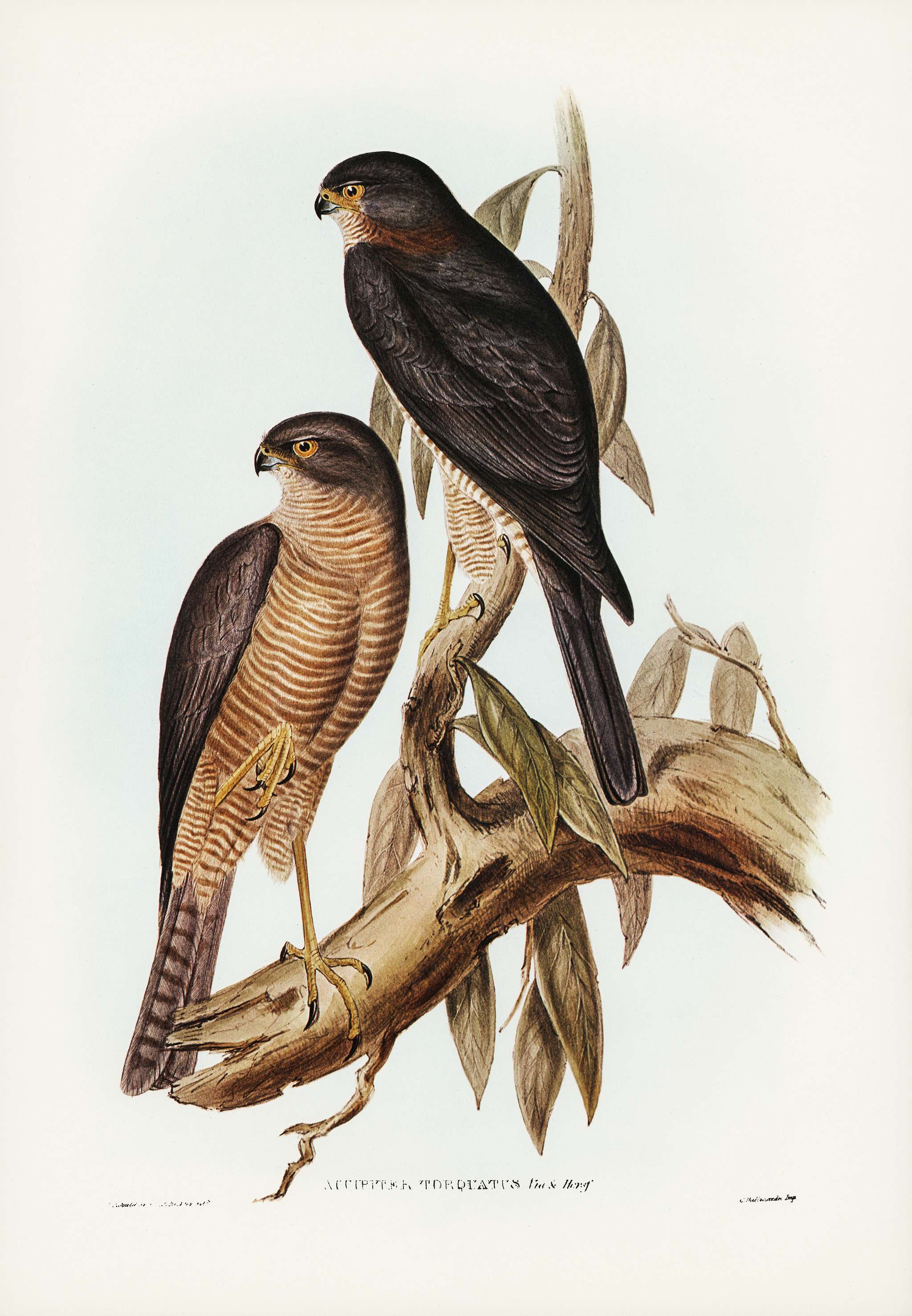 Collaed Sparrow Hawk (Accipter torquatus) illustrated by Elizabeth Gould (1804–1841) for John Gould’s (1804-1881... Collaed Sparrow Hawk (Accipter torquatus) illustrated by Elizabeth Gould (1804–1841) for John Gould’s (1804-1881...