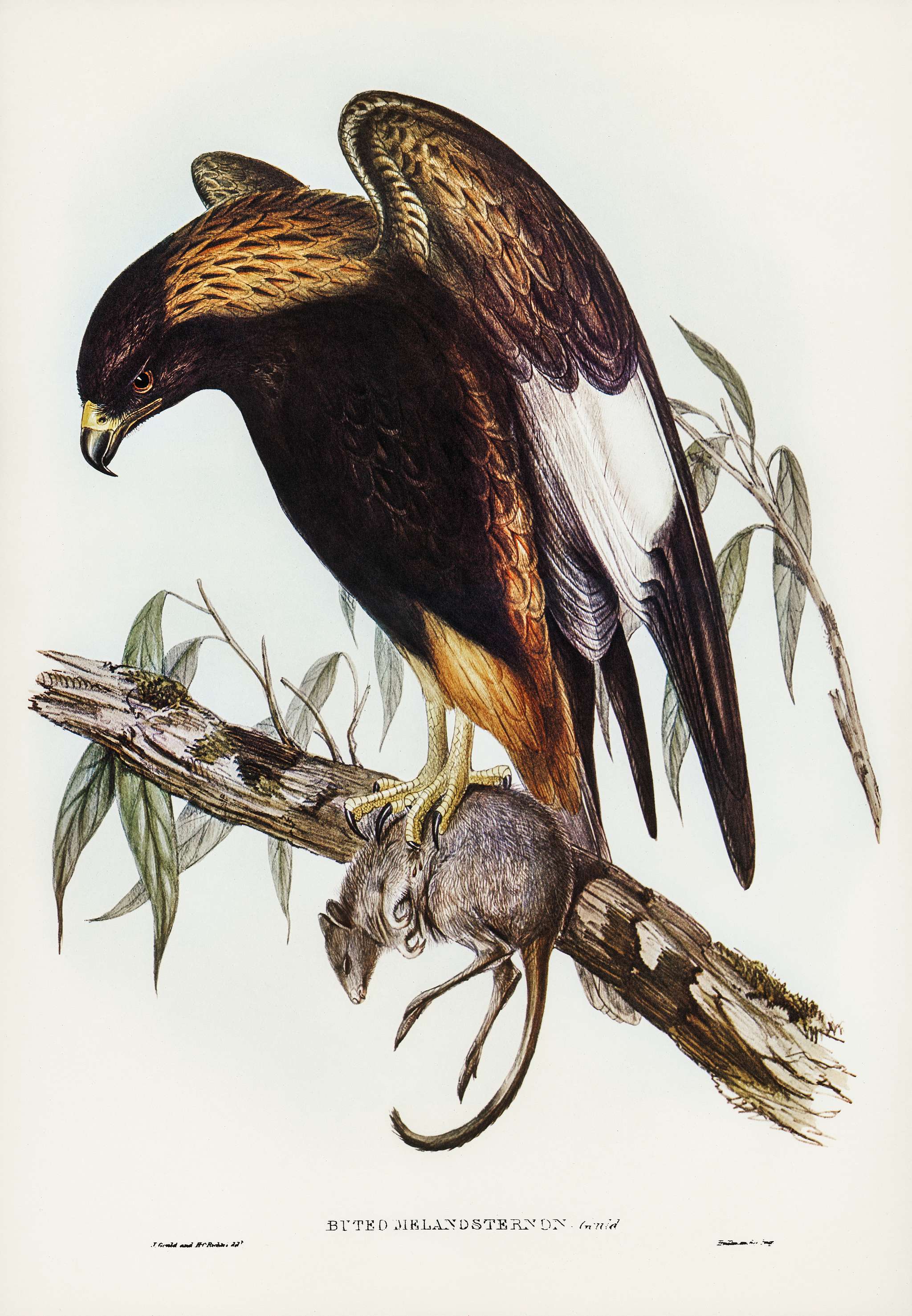 Black-Breasted Buzzard (Buteo melanosternon) illustrated by Elizabeth Gould (1804–1841) for John Gould’s (1804-... Black-Breasted Buzzard (Buteo melanosternon) illustrated by Elizabeth Gould (1804–1841) for John Gould’s (1804-...