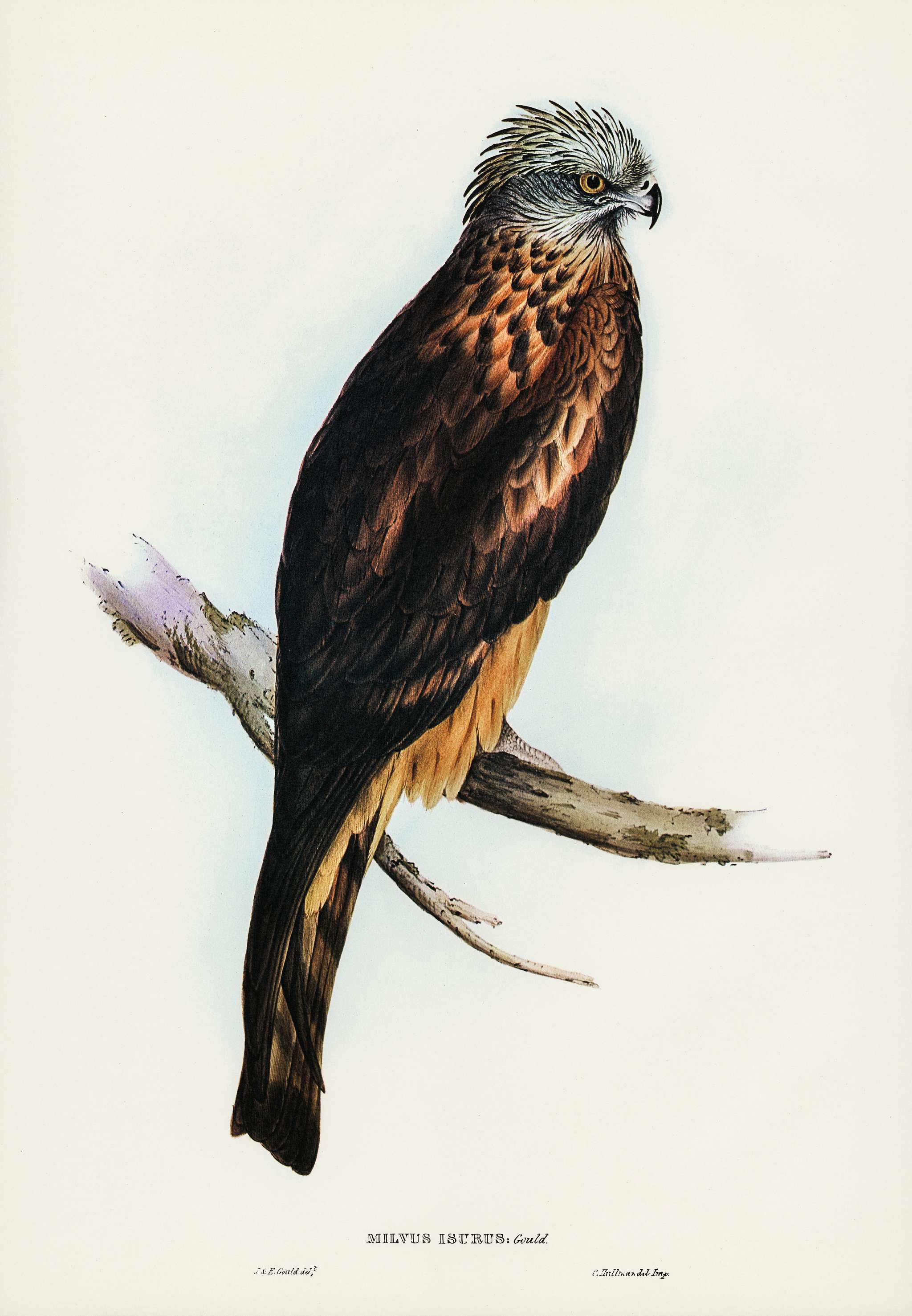 Square-tailed Kite (Milvus insures) illustrated by Elizabeth Gould (1804–1841) for John Gould’s (1804-1881)... Square-tailed Kite (Milvus insures) illustrated by Elizabeth Gould (1804–1841) for John Gould’s (1804-1881)...