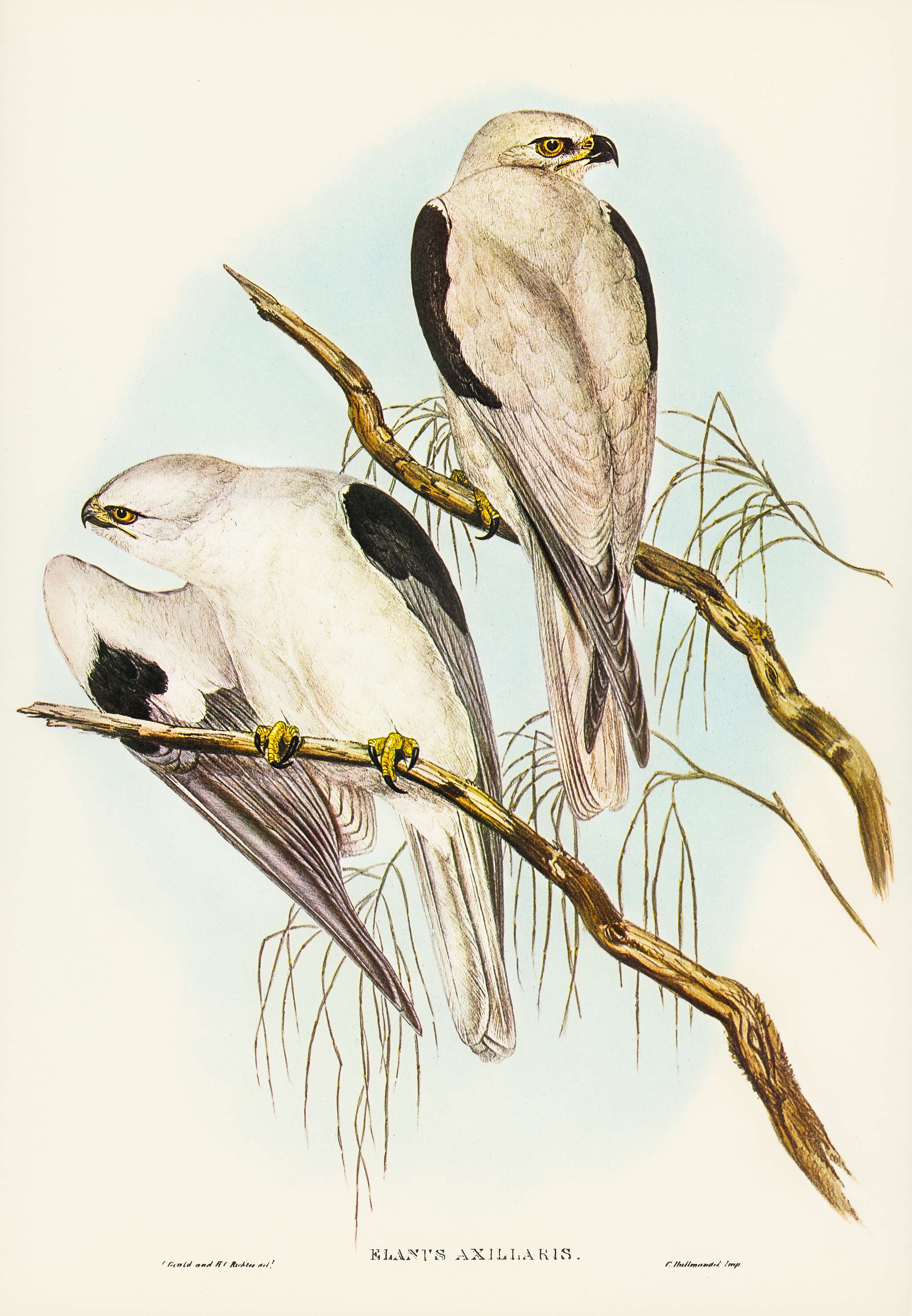 Square-tailed Kite (Milvus insures) illustrated by Elizabeth Gould (1804–1841) for John Gould’s (1804-1881)... Square-tailed Kite (Milvus insures) illustrated by Elizabeth Gould (1804–1841) for John Gould’s (1804-1881)...