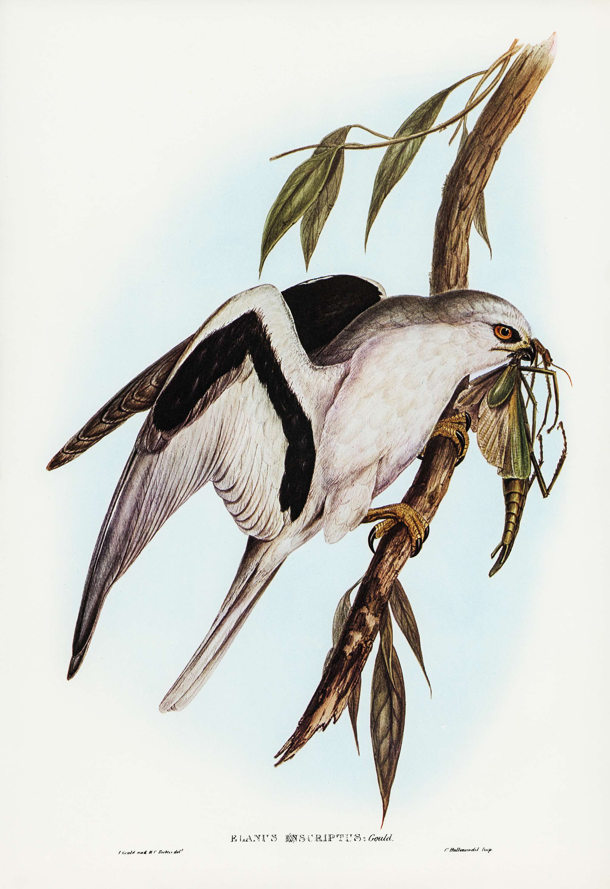 Letter-winged Kite (Elanus sciptus) illustrated by Elizabeth Gould (1804–1841) for John Gould’s (1804-1881)... Letter-winged Kite (Elanus sciptus) illustrated by Elizabeth Gould (1804–1841) for John Gould’s (1804-1881)...