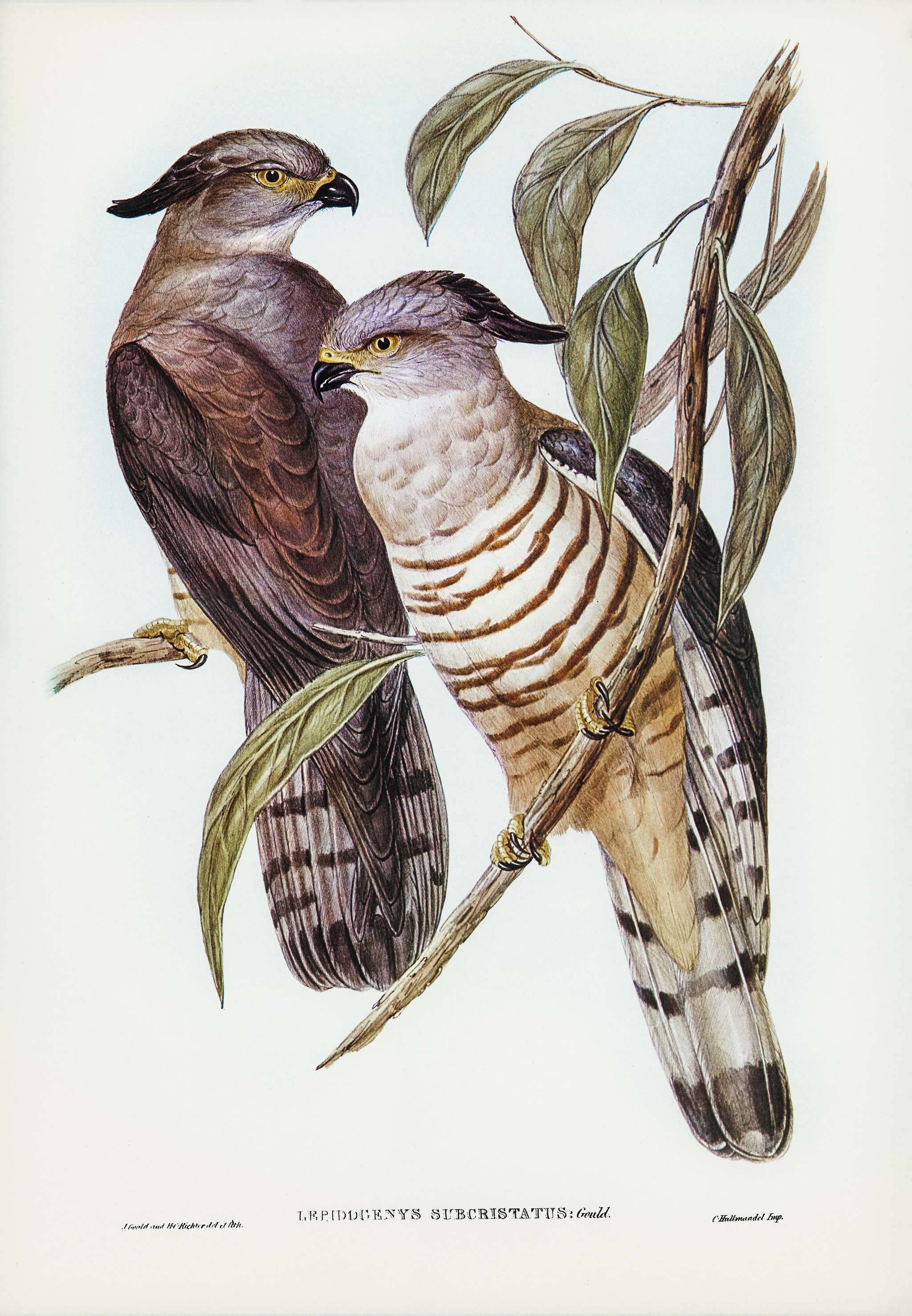 Crested Hawk (Lepidogenys subcristatus) illustrated by Elizabeth Gould (1804–1841) for John Gould’s (1804-1881)... Crested Hawk (Lepidogenys subcristatus) illustrated by Elizabeth Gould (1804–1841) for John Gould’s (1804-1881)...