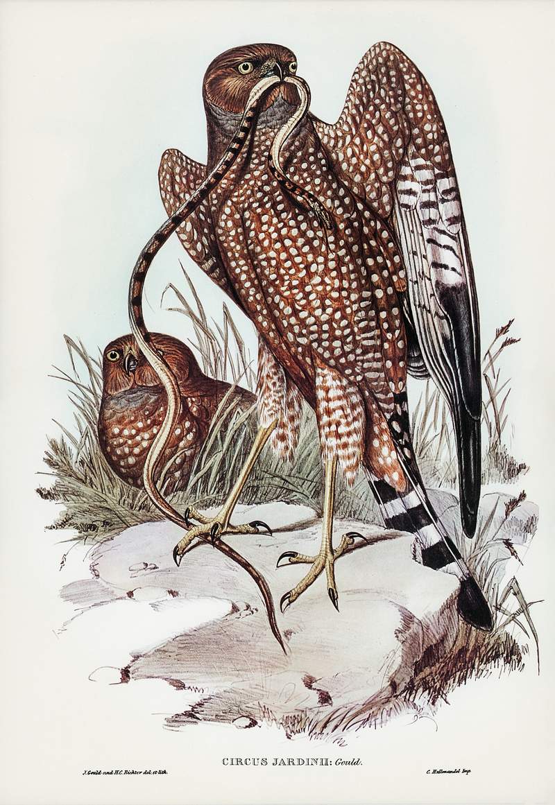 Square-tailed kite (Circus jardinii) illustrated by Elizabeth Gould (1804–1841) for John Gould’s (1804-1881)…
