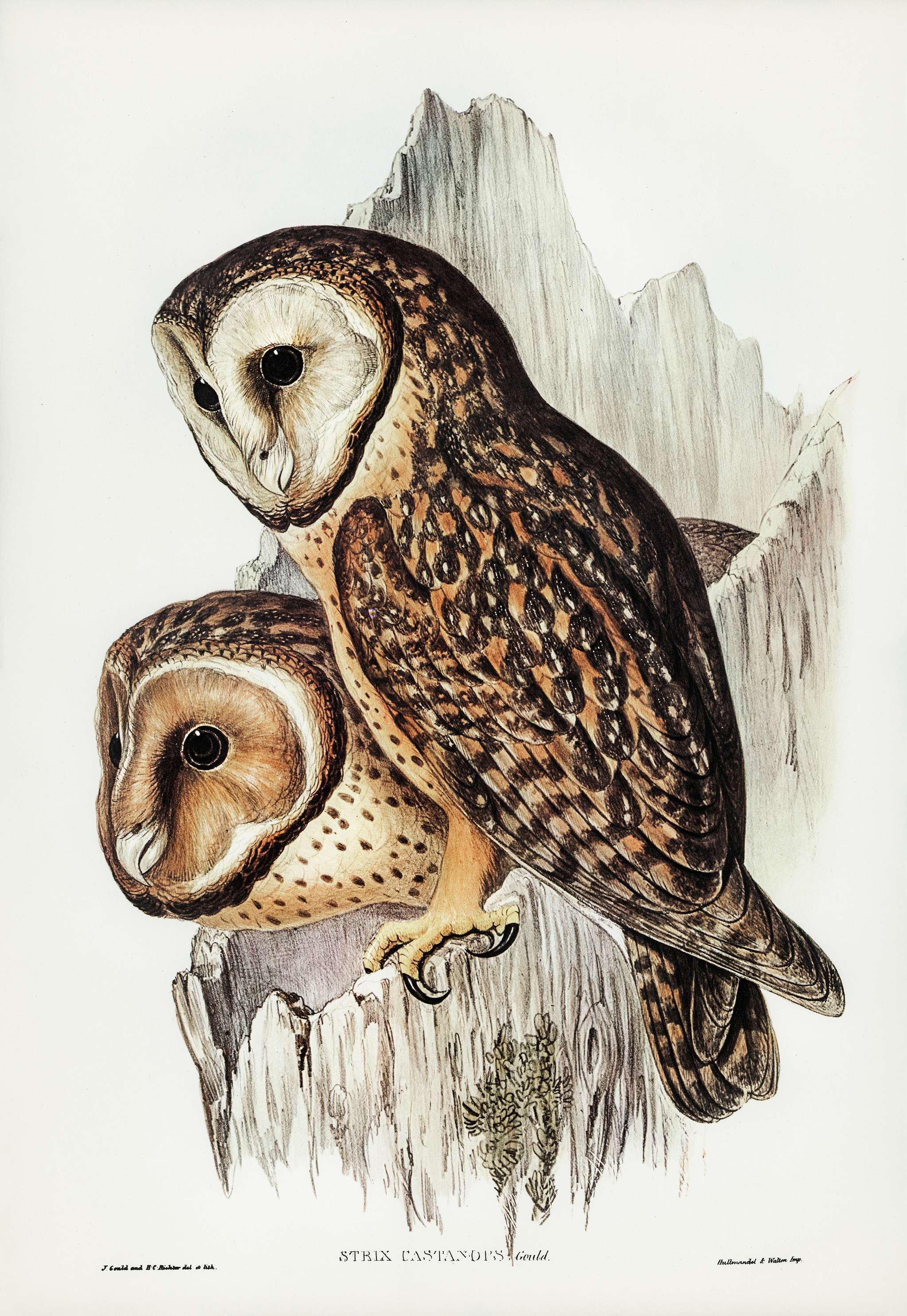 Chestnut-faced Owl (Strix castanops) illustrated by Elizabeth Gould (1804–1841) for John Gould’s (1804-1881)... Chestnut-faced Owl (Strix castanops) illustrated by Elizabeth Gould (1804–1841) for John Gould’s (1804-1881)...