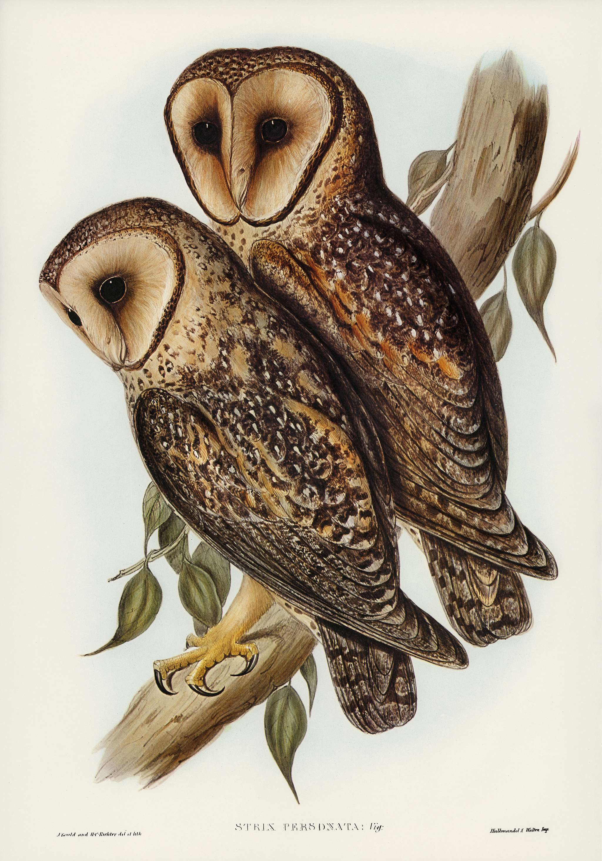 Masked Barn Owl (Strix Personata, Vig) illustrated by Elizabeth Gould (1804–1841) for John Gould’s (1804-1881)... Masked Barn Owl (Strix Personata, Vig) illustrated by Elizabeth Gould (1804–1841) for John Gould’s (1804-1881)...