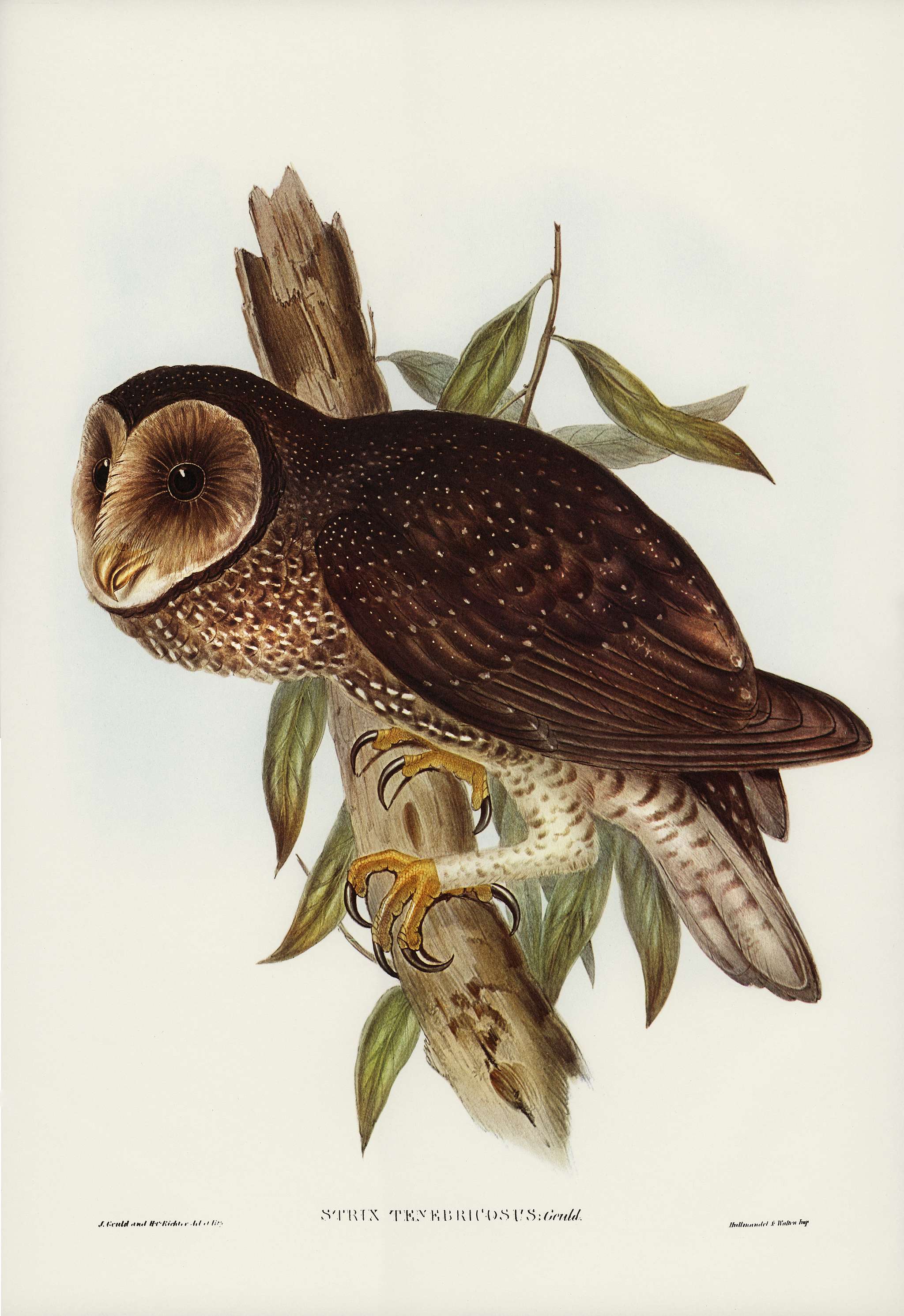Sooty Owl (Strix tenebricosus, Gould) illustrated by Elizabeth Gould (1804–1841) for John Gould’s (1804-1881)... Sooty Owl (Strix tenebricosus, Gould) illustrated by Elizabeth Gould (1804–1841) for John Gould’s (1804-1881)...