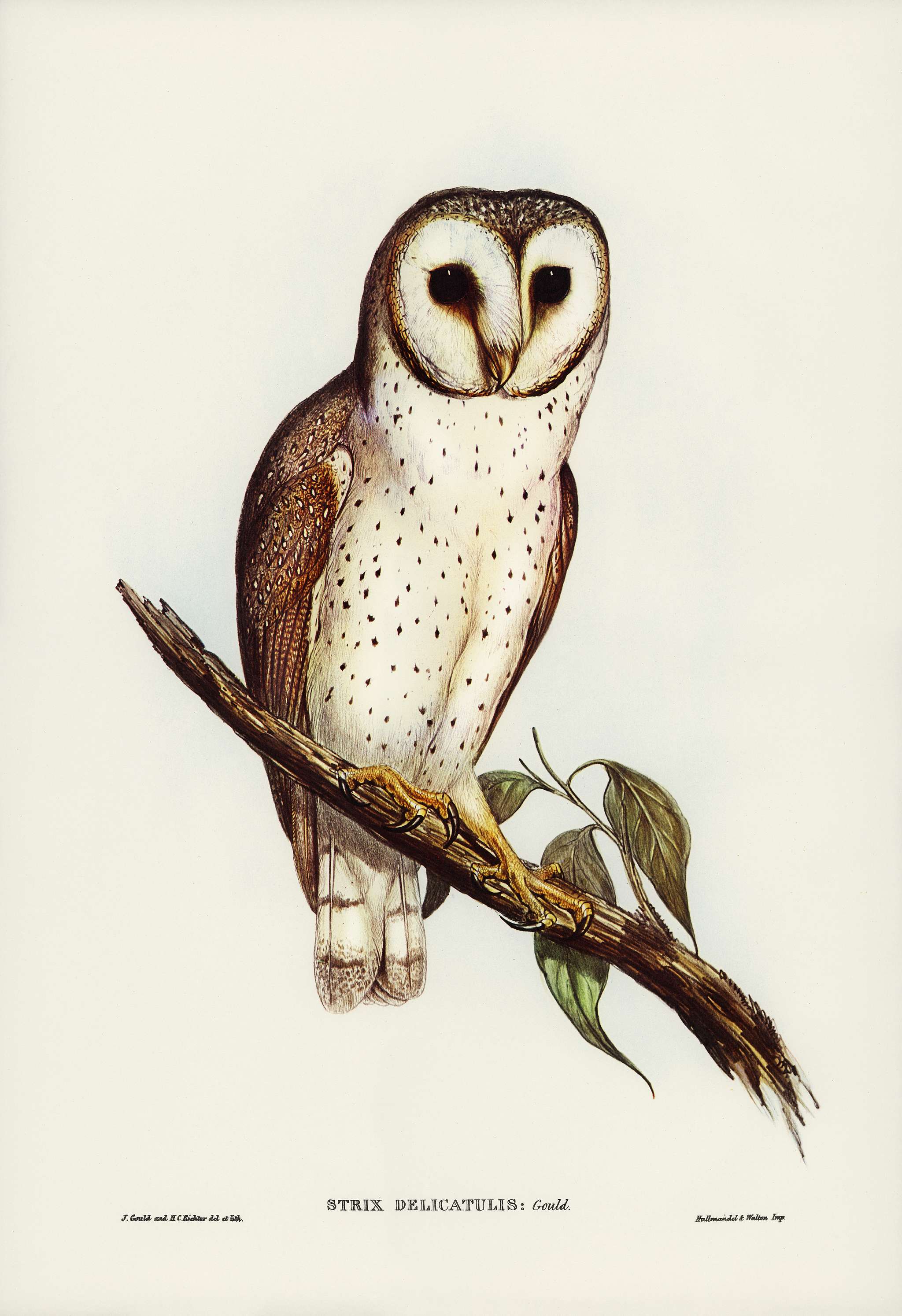 Delicate Owl (Strix delicatulus) illustrated by Elizabeth Gould (1804–1841) for John Gould’s (1804-1881) Birds... Delicate Owl (Strix delicatulus) illustrated by Elizabeth Gould (1804–1841) for John Gould’s (1804-1881) Birds...