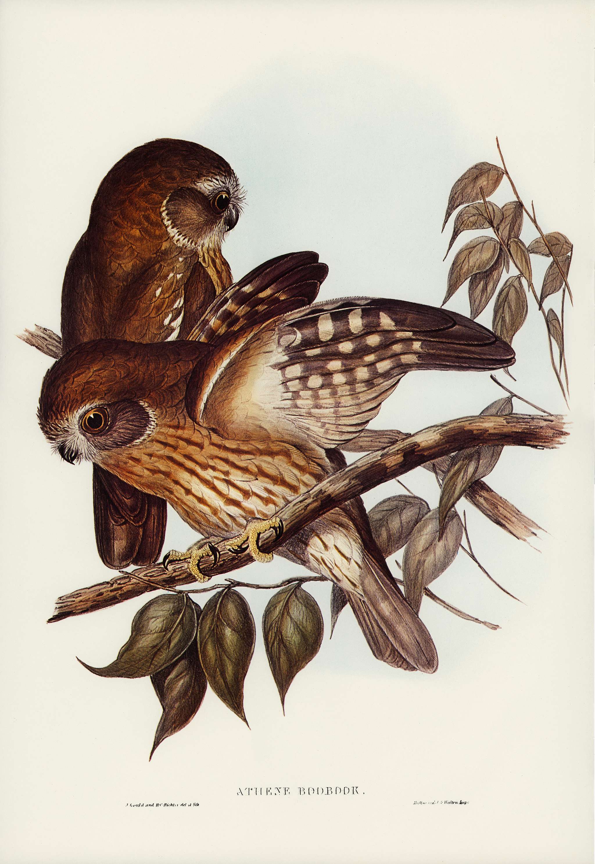 Boobook Owl (Athene boobook) illustrated by Elizabeth Gould (1804–1841) for John Gould’s (1804-1881) Birds of... Boobook Owl (Athene boobook) illustrated by Elizabeth Gould (1804–1841) for John Gould’s (1804-1881) Birds of...