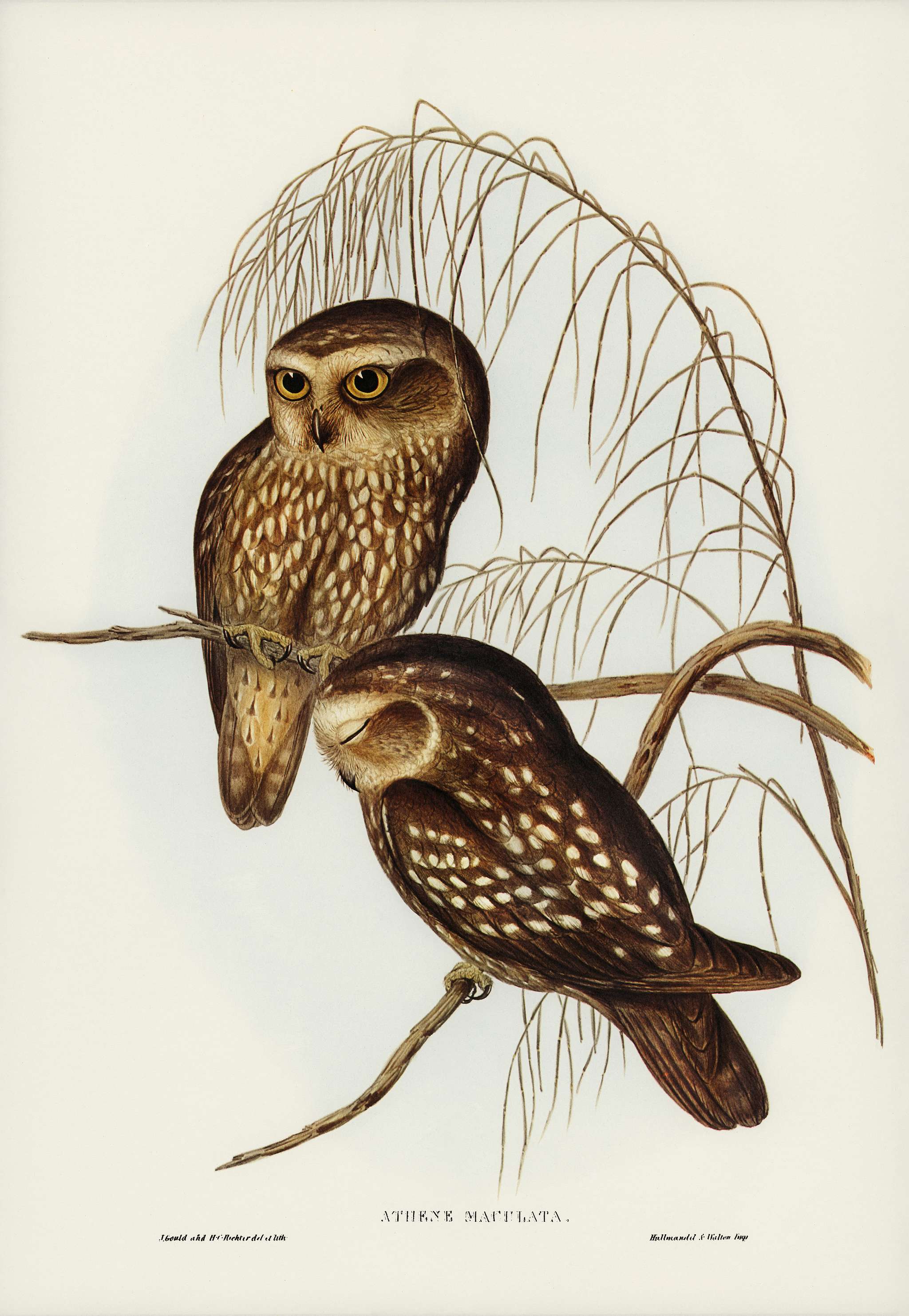 Spotted Owl (Athene maculate) illustrated by Elizabeth Gould (1804–1841) for John Gould’s (1804-1881) Birds of... Spotted Owl (Athene maculate) illustrated by Elizabeth Gould (1804–1841) for John Gould’s (1804-1881) Birds of...