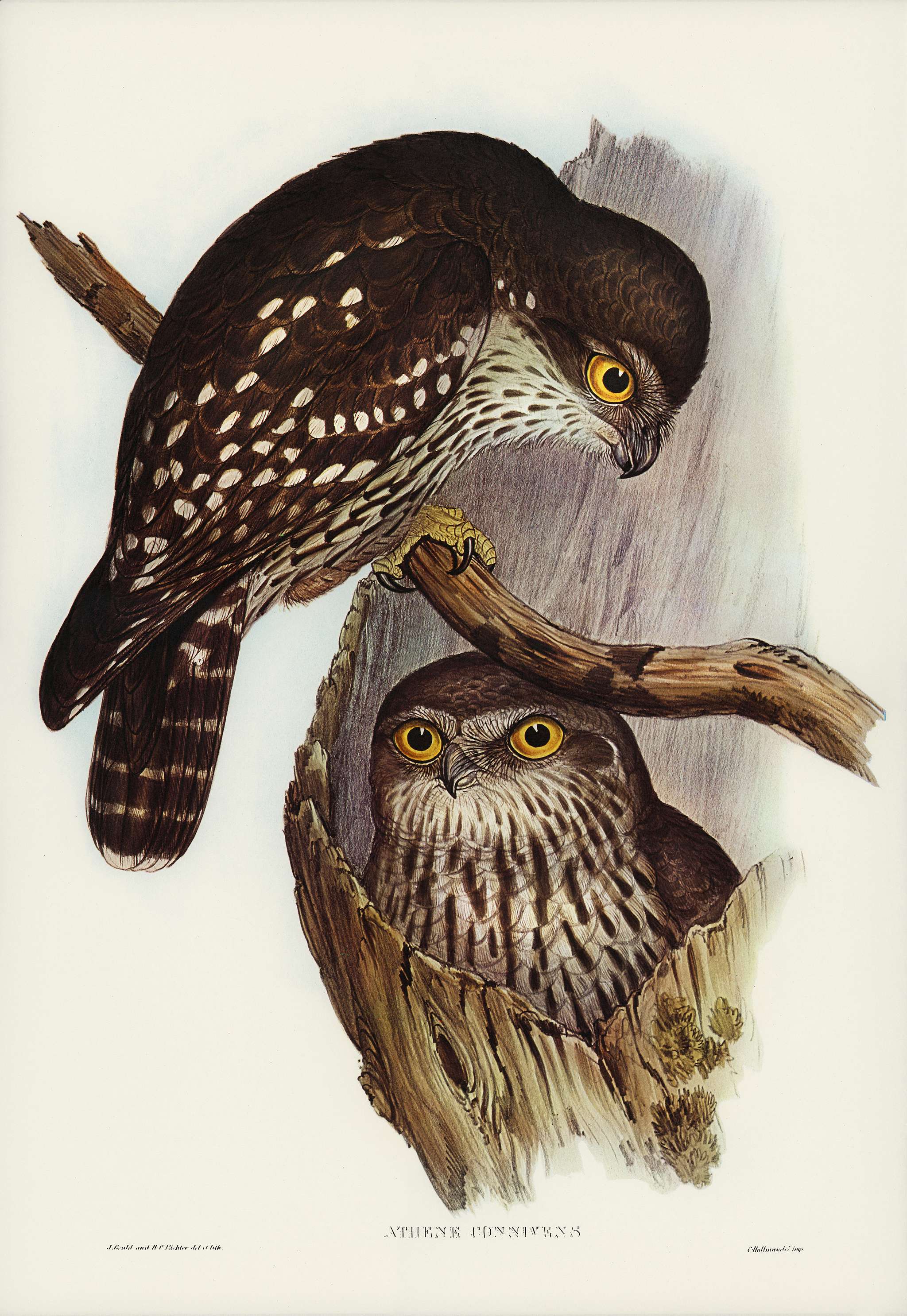 Winking Owl (Athene connivers) illustrated by Elizabeth Gould (1804–1841) for John Gould’s (1804-1881) Birds of... Winking Owl (Athene connivers) illustrated by Elizabeth Gould (1804–1841) for John Gould’s (1804-1881) Birds of...