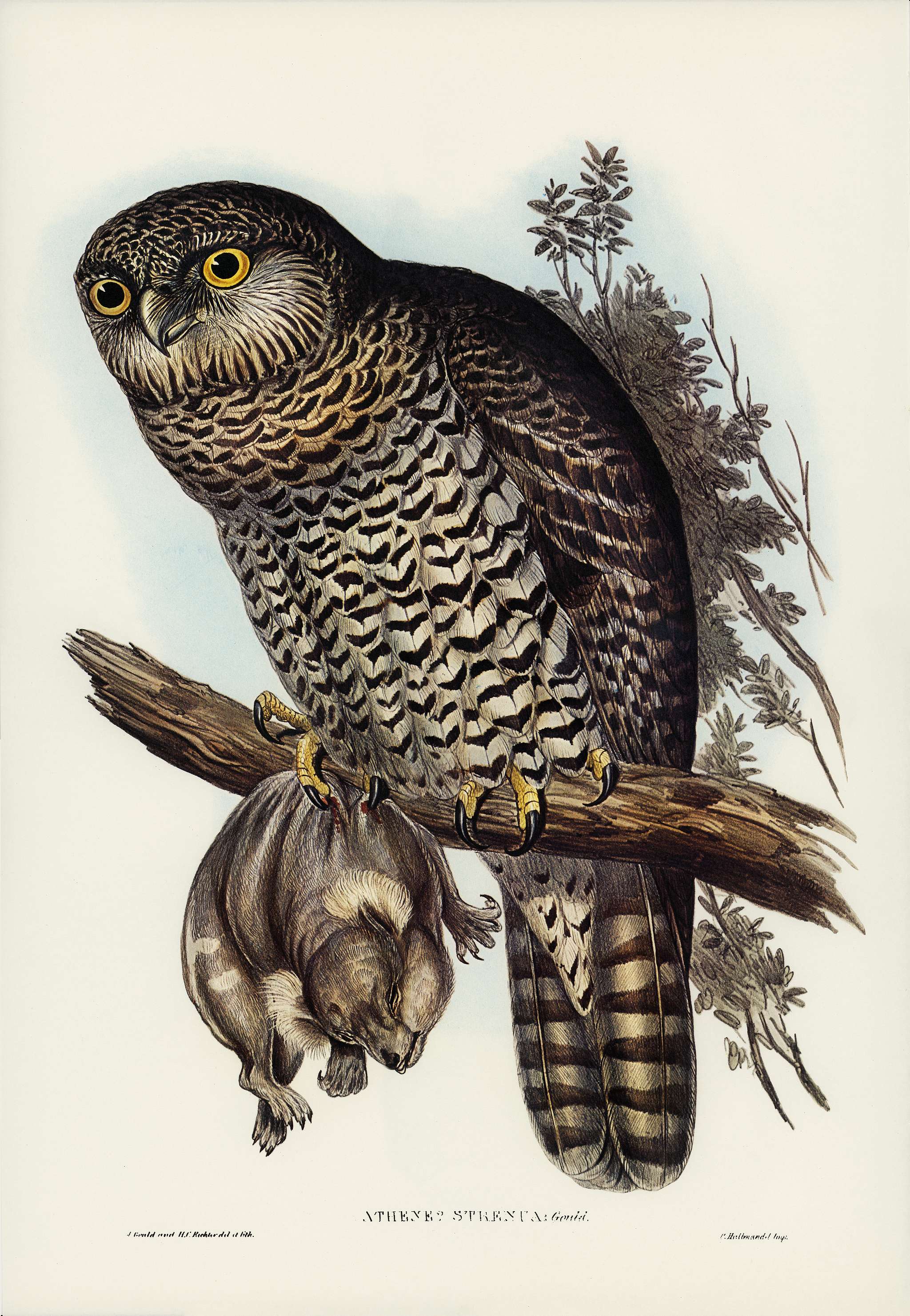 Powerful Owl (Athene strenua) illustrated by Elizabeth Gould (1804–1841) for John Gould’s (1804-1881) Birds of... Powerful Owl (Athene strenua) illustrated by Elizabeth Gould (1804–1841) for John Gould’s (1804-1881) Birds of...