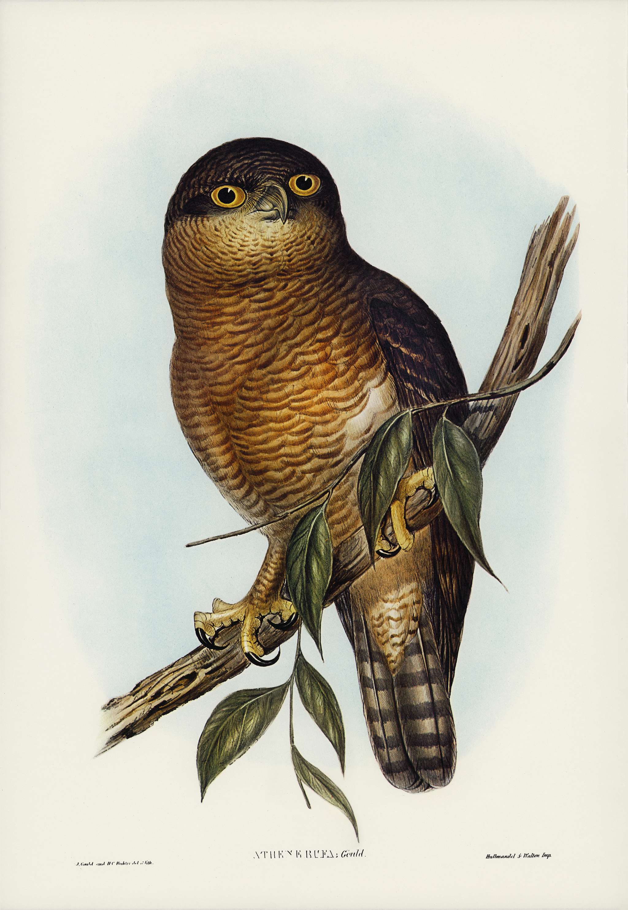 Rufous Owl (Athene rufa) illustrated by Elizabeth Gould (1804–1841) for John Gould’s (1804-1881) Birds of... Rufous Owl (Athene rufa) illustrated by Elizabeth Gould (1804–1841) for John Gould’s (1804-1881) Birds of...