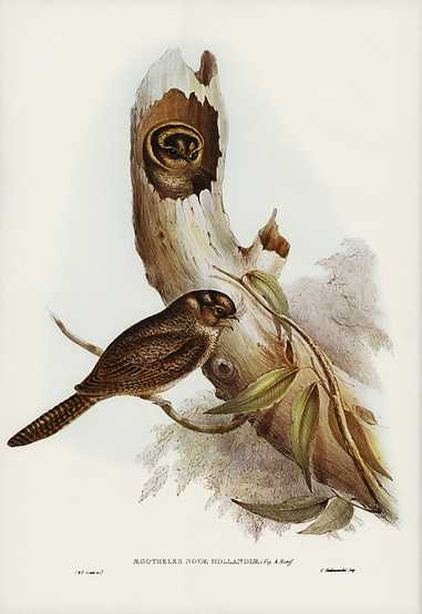 Owlet Nightjar (Aegotheles nova-hollandie) illustrated by Elizabeth Gould (1804–1841) for John Gould’s (1804-1881) Birds of Australia (1972 Edition, 8 volumes). Digitally enhanced from our own facsimile book (1972 Edition, 8 volumes). Owlet Nightjar (Aegotheles nova-hollandie) illustrated by Elizabeth Gould (1804–1841) for John Gould’s (1804…