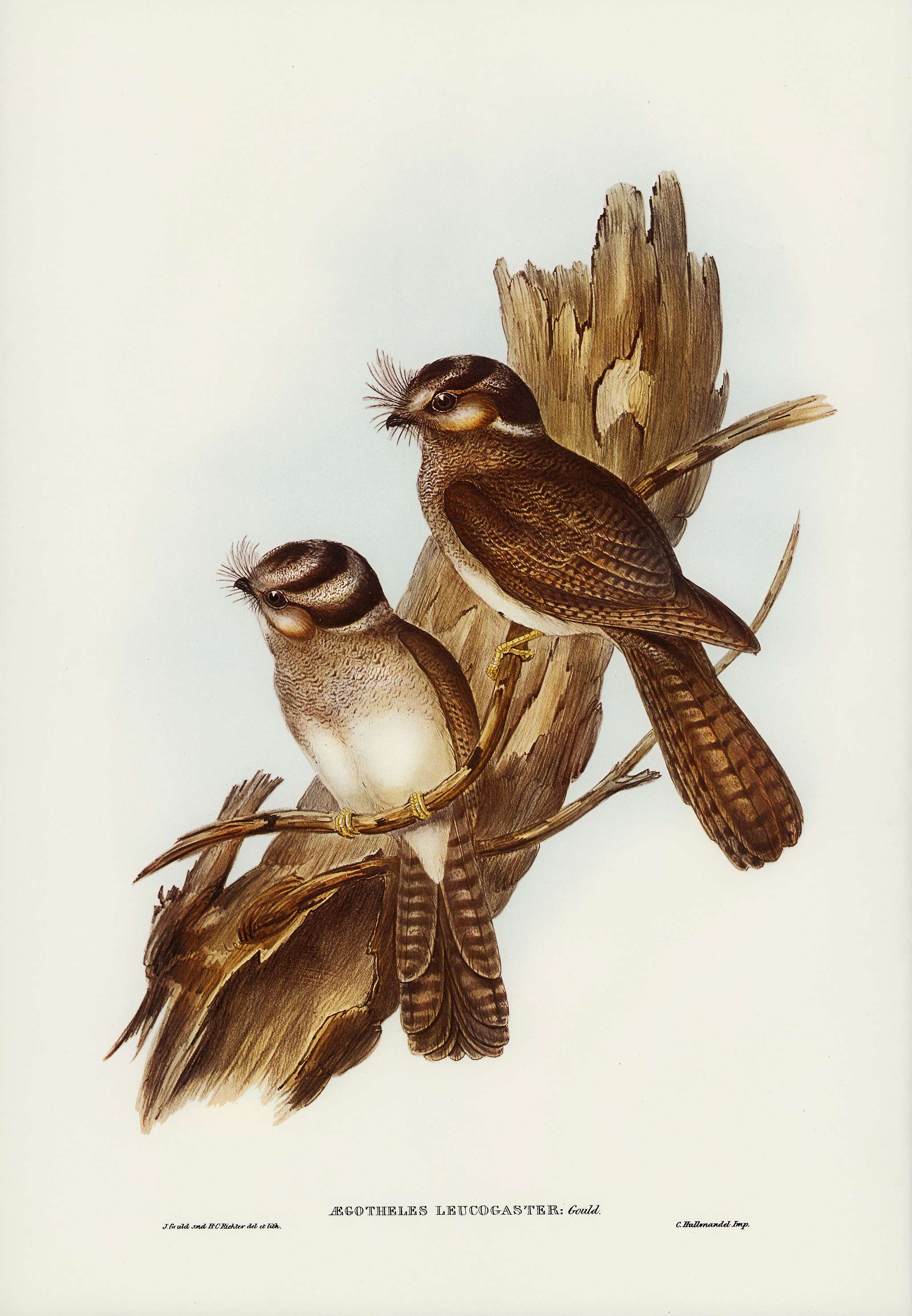 White-bellied Owlet Nightjar (Aegotheles leucogaster, Gould) illustrated by Elizabeth Gould (1804–1841) for John Gould... White-bellied Owlet Nightjar (Aegotheles leucogaster, Gould) illustrated by Elizabeth Gould (1804–1841) for John Gould...