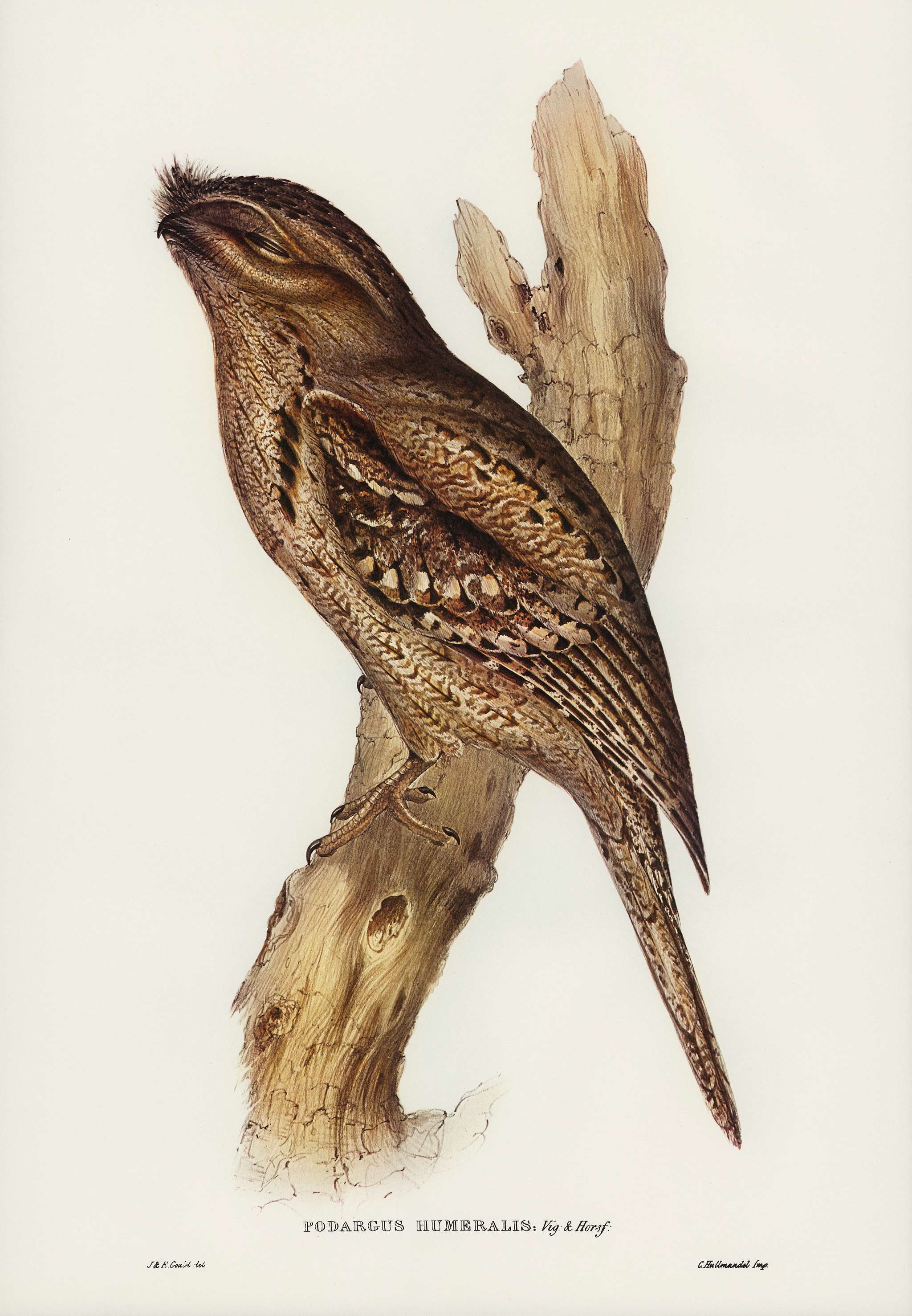 Tawny-shouldered Frogmouth (Podargus humerals) illustrated by Elizabeth Gould (1804–1841) for John Gould’s (1804... Tawny-shouldered Frogmouth (Podargus humerals) illustrated by Elizabeth Gould (1804–1841) for John Gould’s (1804...