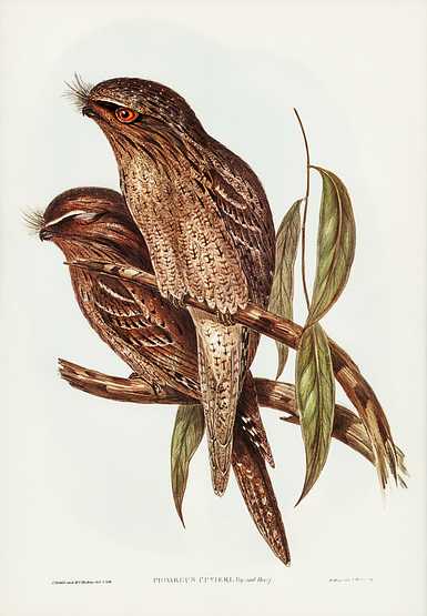 Tawny Frogmouth (Podargus Cuvieri) illustrated by Elizabeth Gould (1804–1841) for John Gould’s (1804-1881) Birds of Australia (1972 Edition, 8 volumes). Digitally enhanced from our own facsimile book (1972 Edition, 8 volumes). Tawny Frogmouth (Podargus Cuvieri) illustrated by Elizabeth Gould (1804–1841) for John Gould’s (1804-1881) Birds…