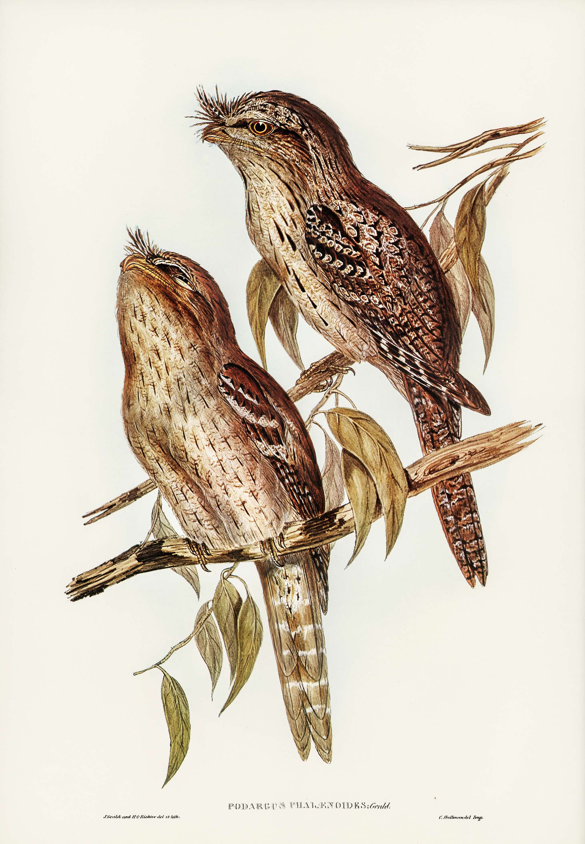 Podargus Phalaenoides and Moth-plumaged Podargus (Gould) Iillustrated by Elizabeth Gould (1804–1841) for John Gould... Podargus Phalaenoides and Moth-plumaged Podargus (Gould) Iillustrated by Elizabeth Gould (1804–1841) for John Gould...