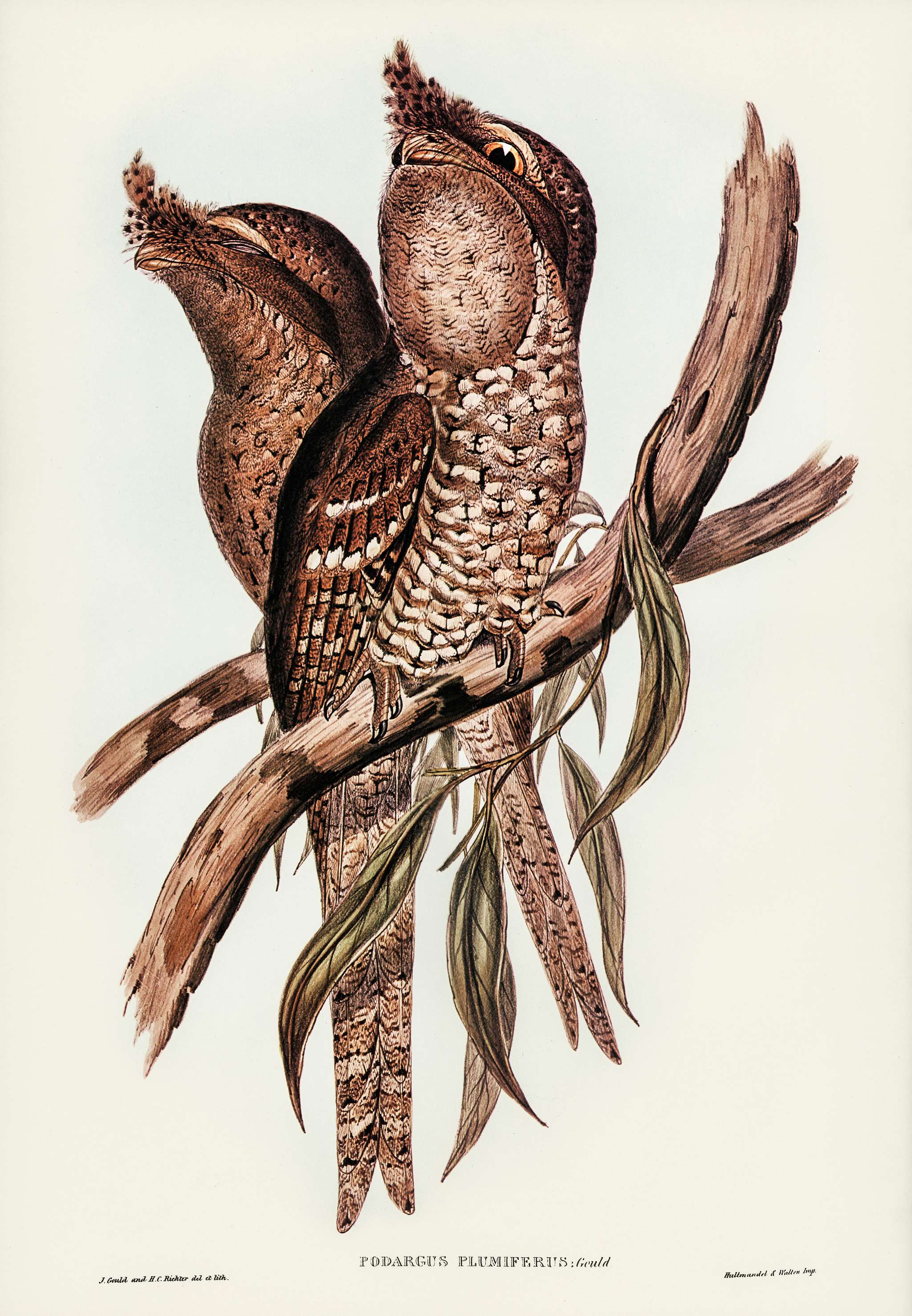 Plumed Podargus (Podargus plumiferus) illustrated by Elizabeth Gould (1804–1841) for John Gould’s (1804-1881)... Plumed Podargus (Podargus plumiferus) illustrated by Elizabeth Gould (1804–1841) for John Gould’s (1804-1881)...
