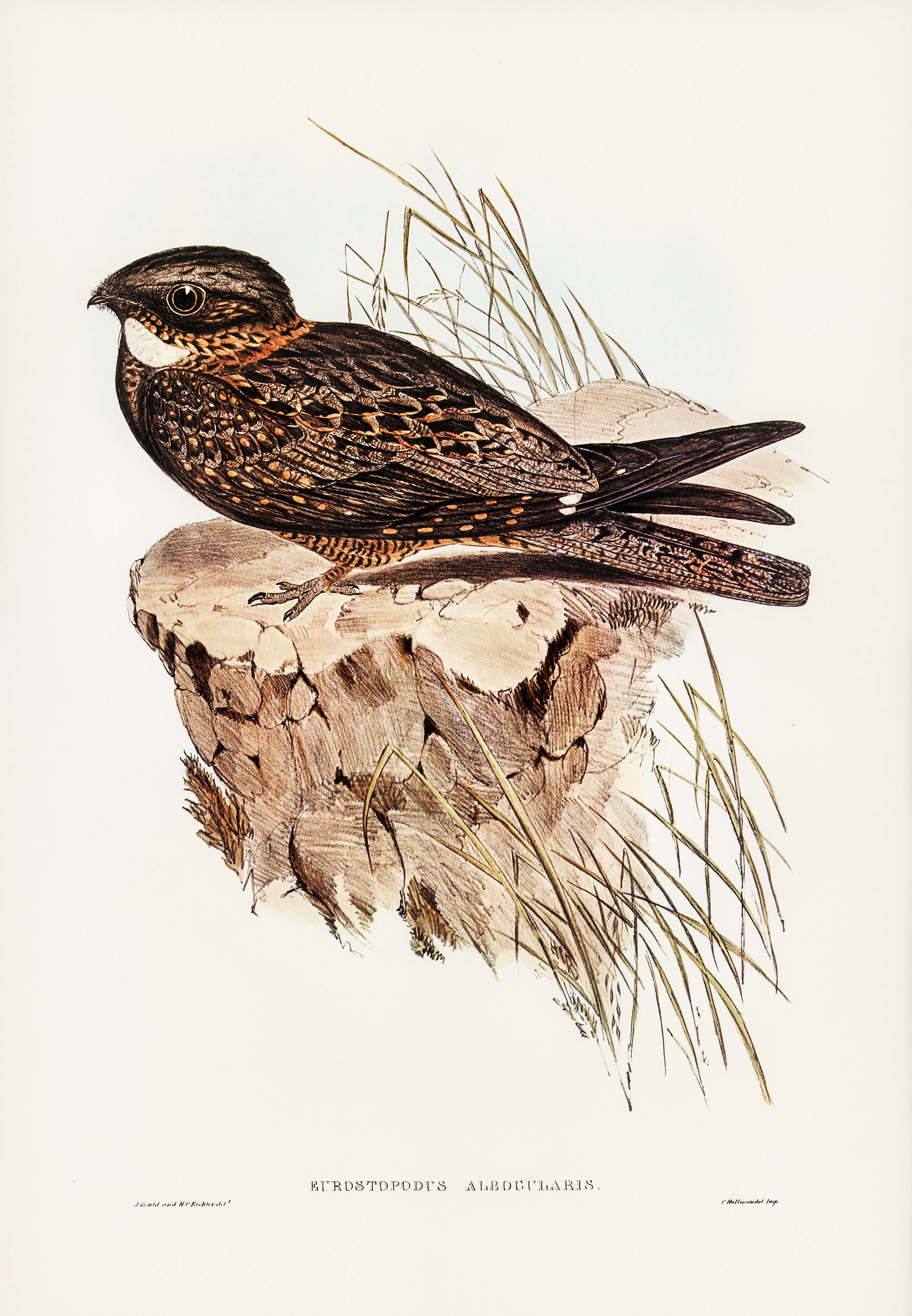 White-throated Goat-sucker (Eurostopodus albogularis) illustrated by Elizabeth Gould (1804–1841) for John Gould’... White-throated Goat-sucker (Eurostopodus albogularis) illustrated by Elizabeth Gould (1804–1841) for John Gould’...