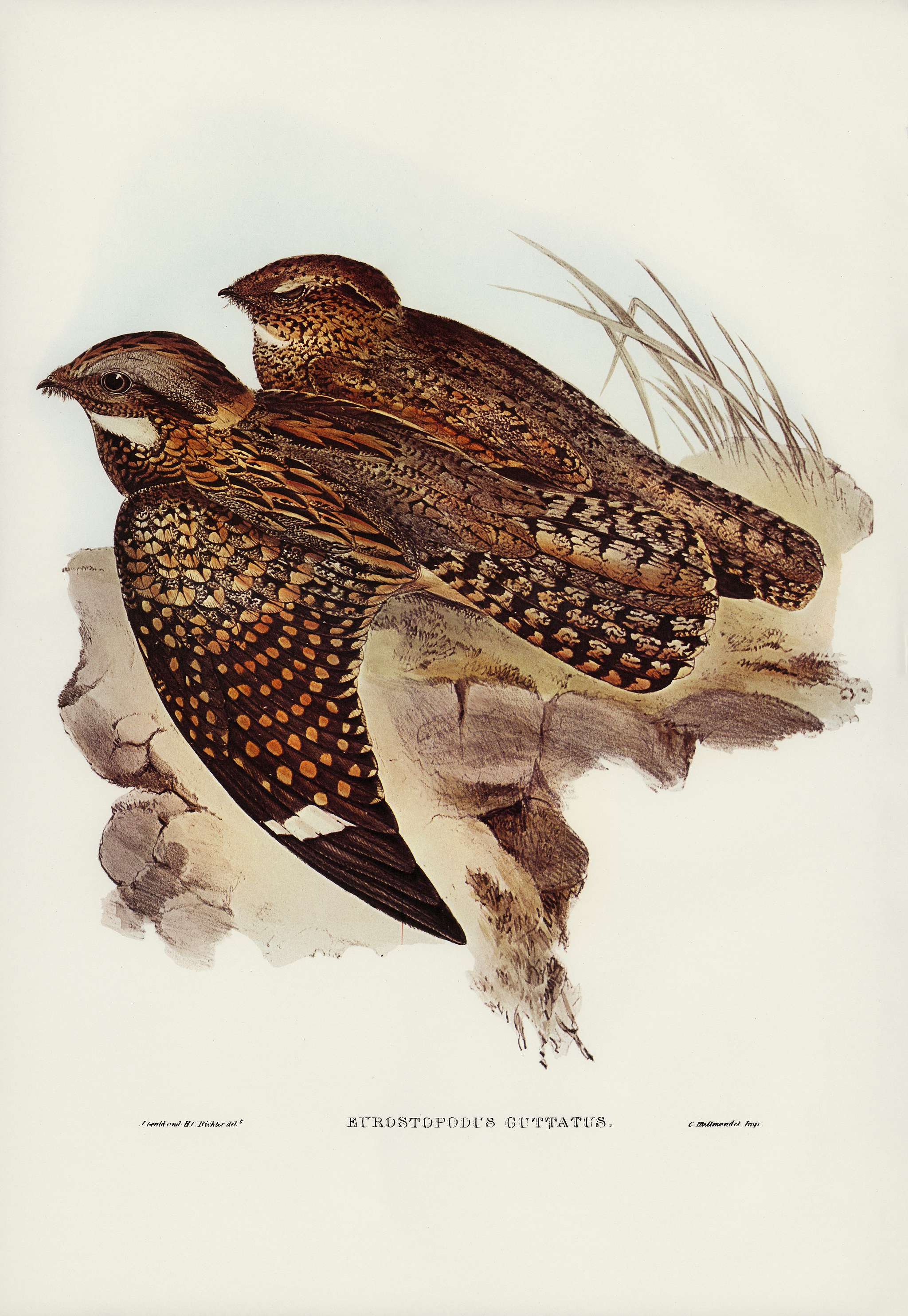 Spotted Goat-sucker (Eurostopodus guttatus) illustrated by Elizabeth Gould (1804–1841) for John Gould’s (1804-... Spotted Goat-sucker (Eurostopodus guttatus) illustrated by Elizabeth Gould (1804–1841) for John Gould’s (1804-...