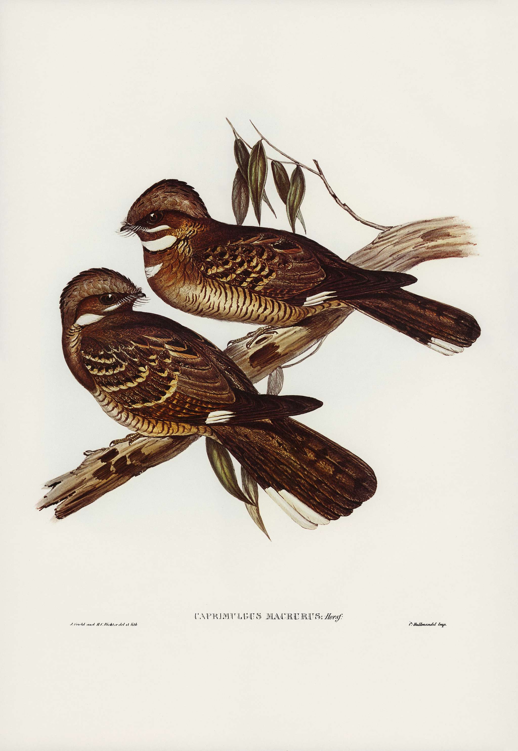 Large-tailed Goat-sucker (Caprimulgus macrurus, Horsf) illustrated by Elizabeth Gould (1804–1841) for John Gould... Large-tailed Goat-sucker (Caprimulgus macrurus, Horsf) illustrated by Elizabeth Gould (1804–1841) for John Gould...