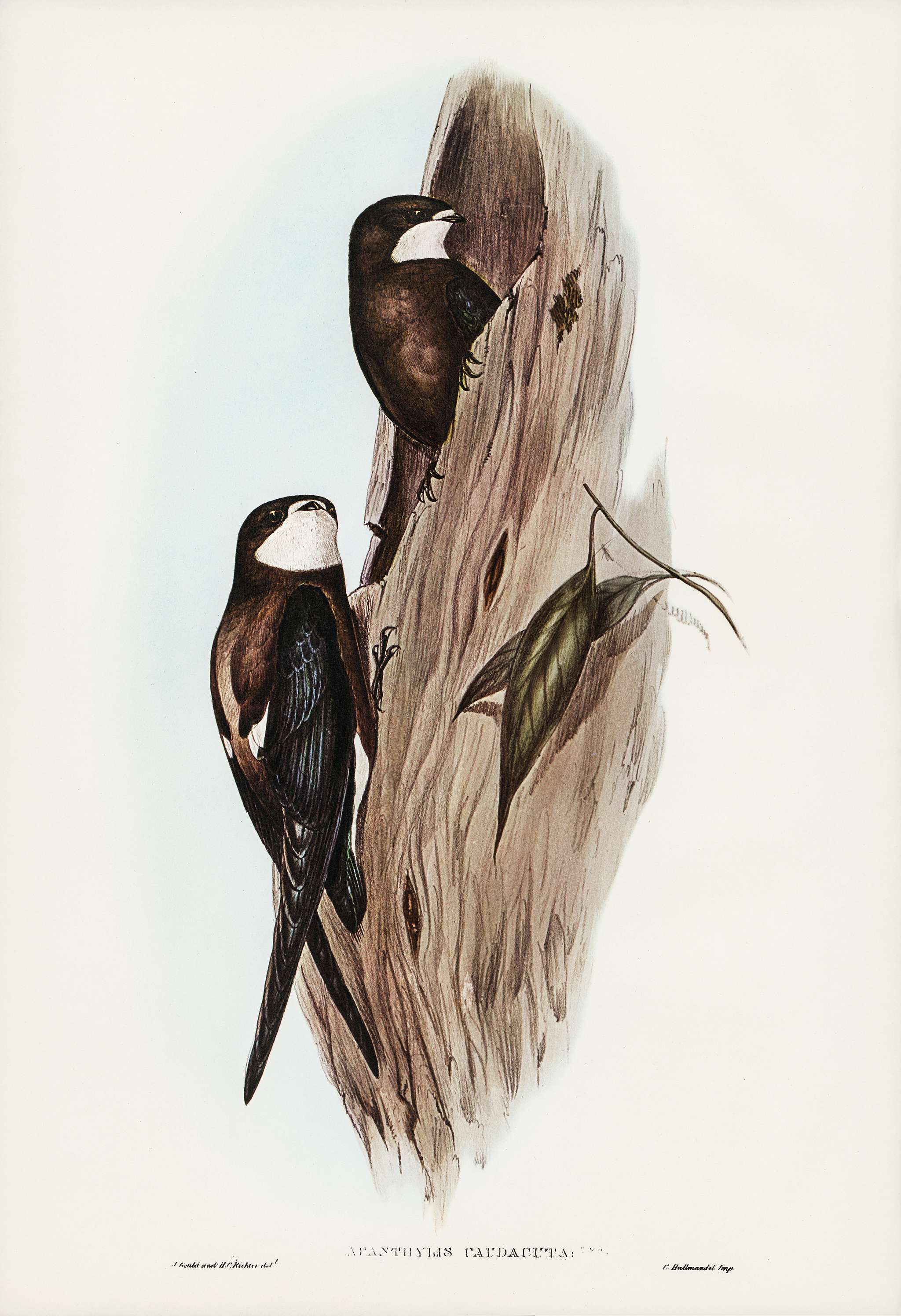 Australian Spine-tailed Swallow( Acanthylis caudacuta) illustrated by Elizabeth Gould (1804–1841) for John Gould... Australian Spine-tailed Swallow( Acanthylis caudacuta) illustrated by Elizabeth Gould (1804–1841) for John Gould...