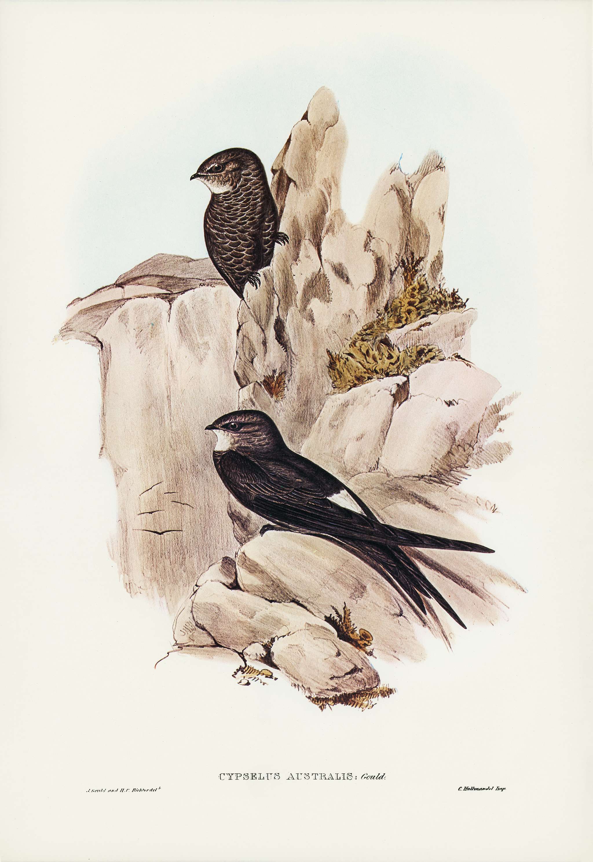 Australian Swift (Cypselus Australis) illustrated by Elizabeth Gould (1804–1841) for John Gould’s (1804-1881)... Australian Swift (Cypselus Australis) illustrated by Elizabeth Gould (1804–1841) for John Gould’s (1804-1881)...
