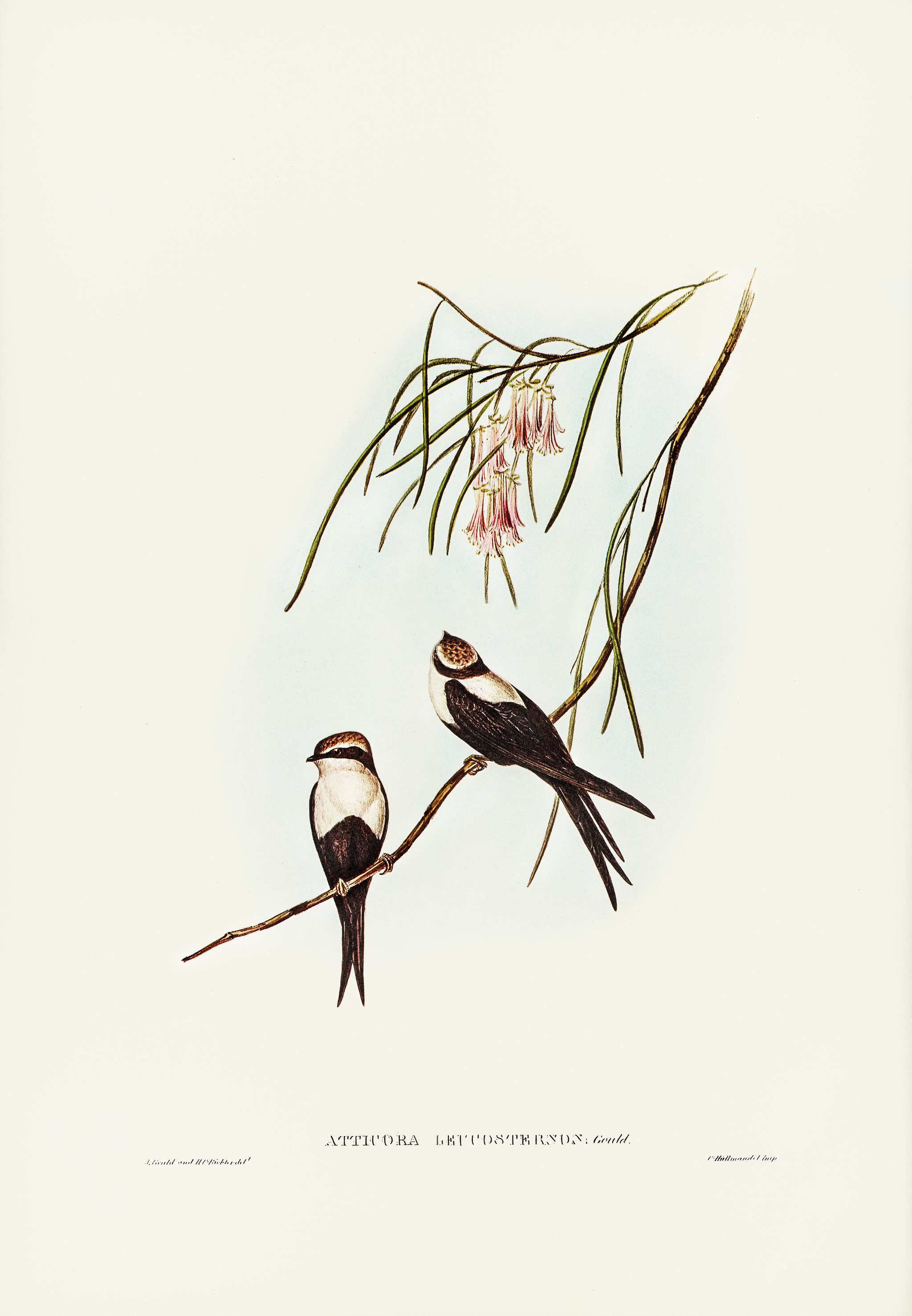 White-breasted Swallow (Atticora leucosternon) illustrated by Elizabeth Gould (1804–1841) for John Gould’s (1804... White-breasted Swallow (Atticora leucosternon) illustrated by Elizabeth Gould (1804–1841) for John Gould’s (1804...
