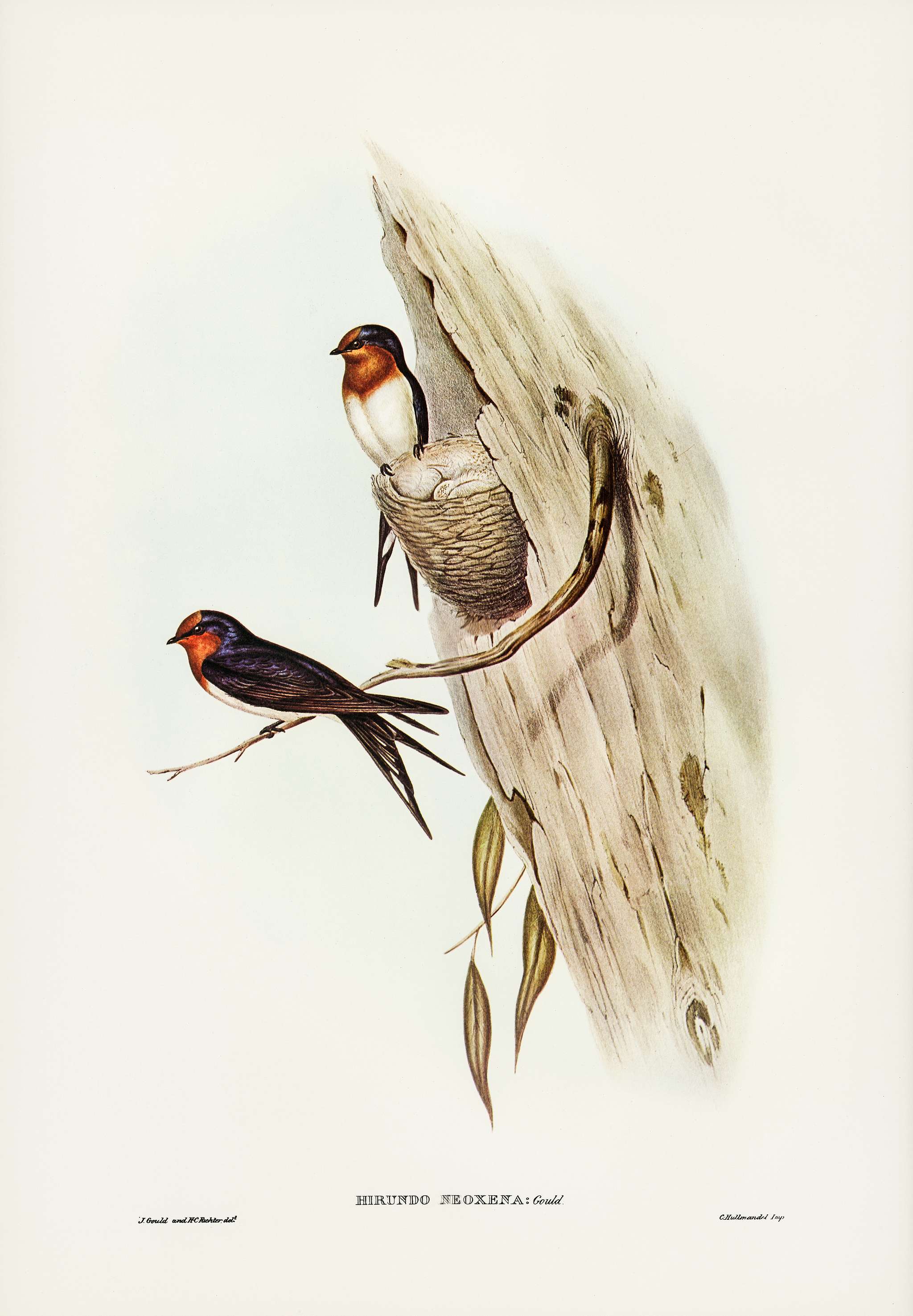 Welcome Swallow (Hirundo neoxena) illustrated by Elizabeth Gould (1804–1841) for John Gould’s (1804-1881) Birds... Welcome Swallow (Hirundo neoxena) illustrated by Elizabeth Gould (1804–1841) for John Gould’s (1804-1881) Birds...