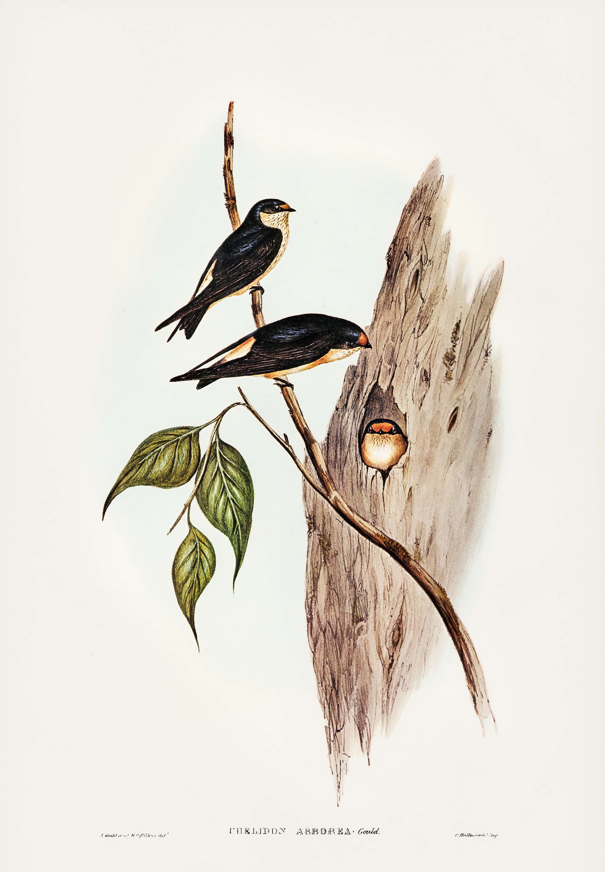 Tree Martin (Collocalia arborea) illustrated by Elizabeth Gould (1804–1841) for John Gould’s (1804-1881) Birds... Tree Martin (Collocalia arborea) illustrated by Elizabeth Gould (1804–1841) for John Gould’s (1804-1881) Birds...