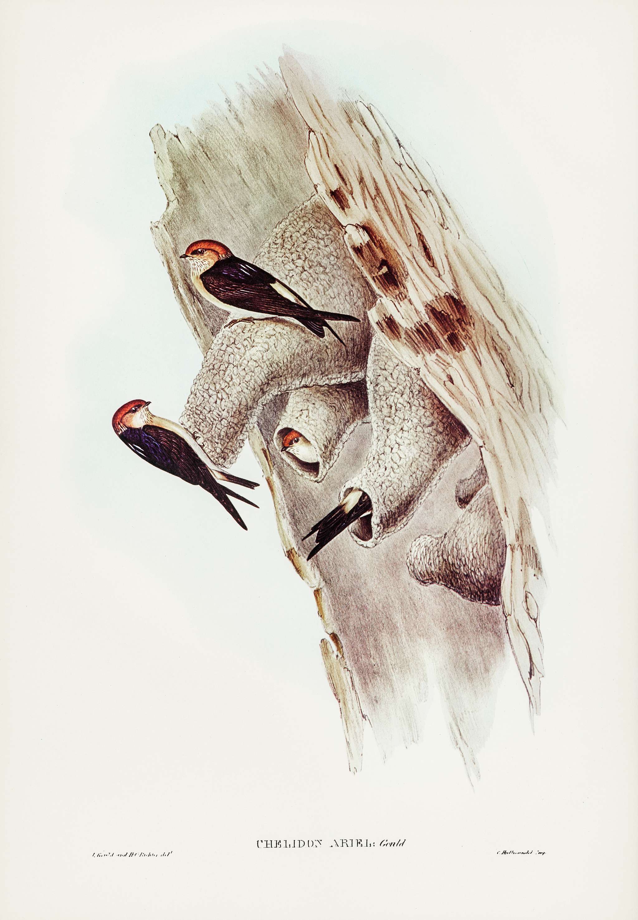 Fairy Martin (Collocalia Ariel) illustrated by Elizabeth Gould (1804–1841) for John Gould’s (1804-1881) Birds of... Fairy Martin (Collocalia Ariel) illustrated by Elizabeth Gould (1804–1841) for John Gould’s (1804-1881) Birds of...