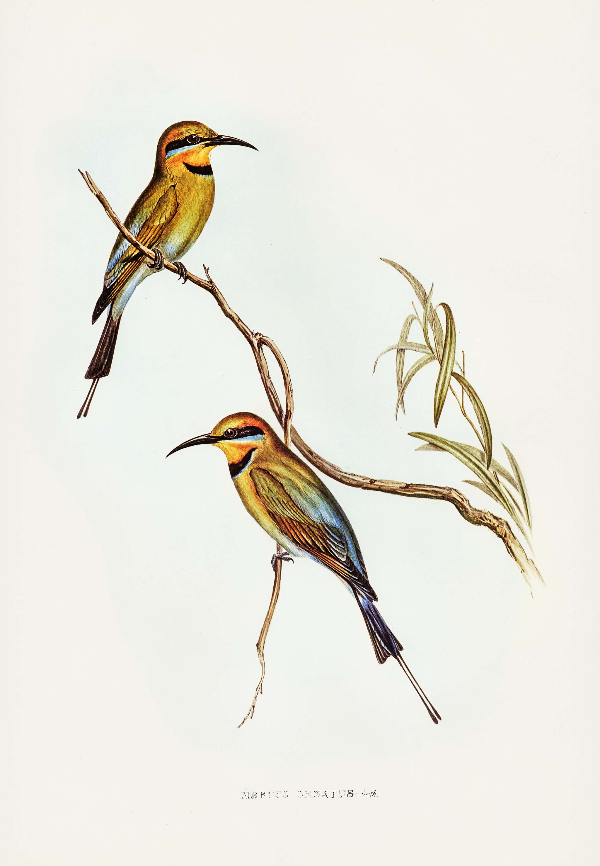 Australian Bee-eater (Merops ornatus) illustrated by Elizabeth Gould (1804–1841) for John Gould’s (1804-1881)... Australian Bee-eater (Merops ornatus) illustrated by Elizabeth Gould (1804–1841) for John Gould’s (1804-1881)...