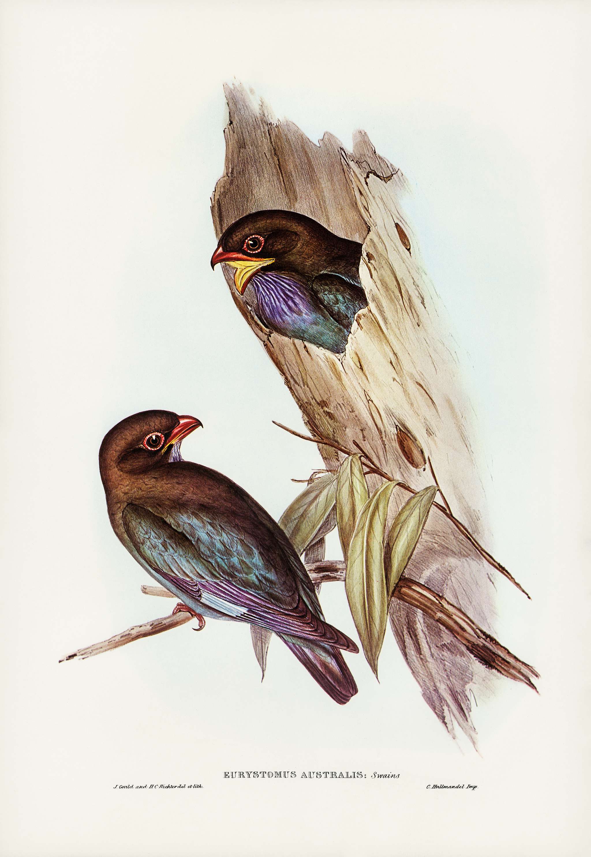 Australian Roller (Eurystomus Australis) illustrated by Elizabeth Gould (1804–1841) for John Gould’s (1804-1881... Australian Roller (Eurystomus Australis) illustrated by Elizabeth Gould (1804–1841) for John Gould’s (1804-1881...