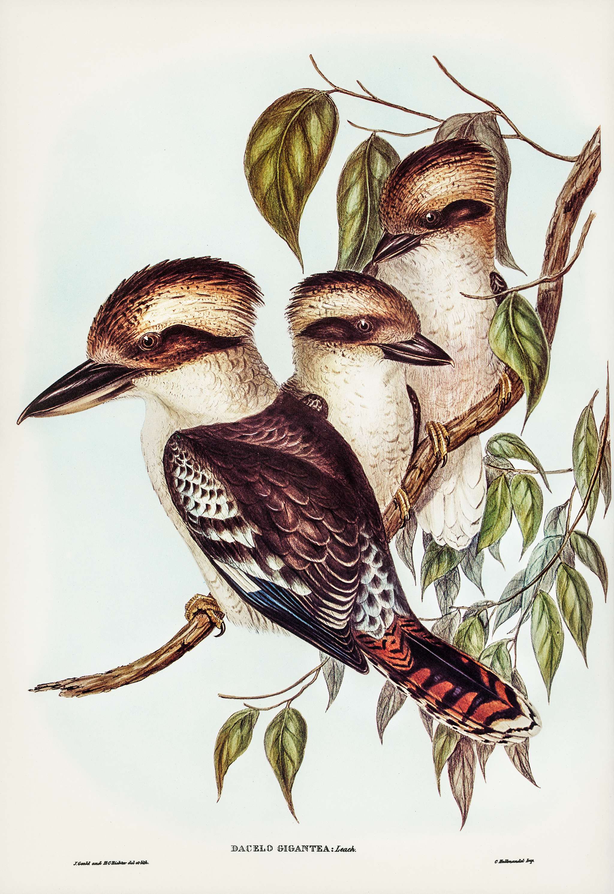 Great Brown Kingfisher (Dacelo gigantic) illustrated by Elizabeth Gould (1804–1841) for John Gould’s (1804-1881... Great Brown Kingfisher (Dacelo gigantic) illustrated by Elizabeth Gould (1804–1841) for John Gould’s (1804-1881...