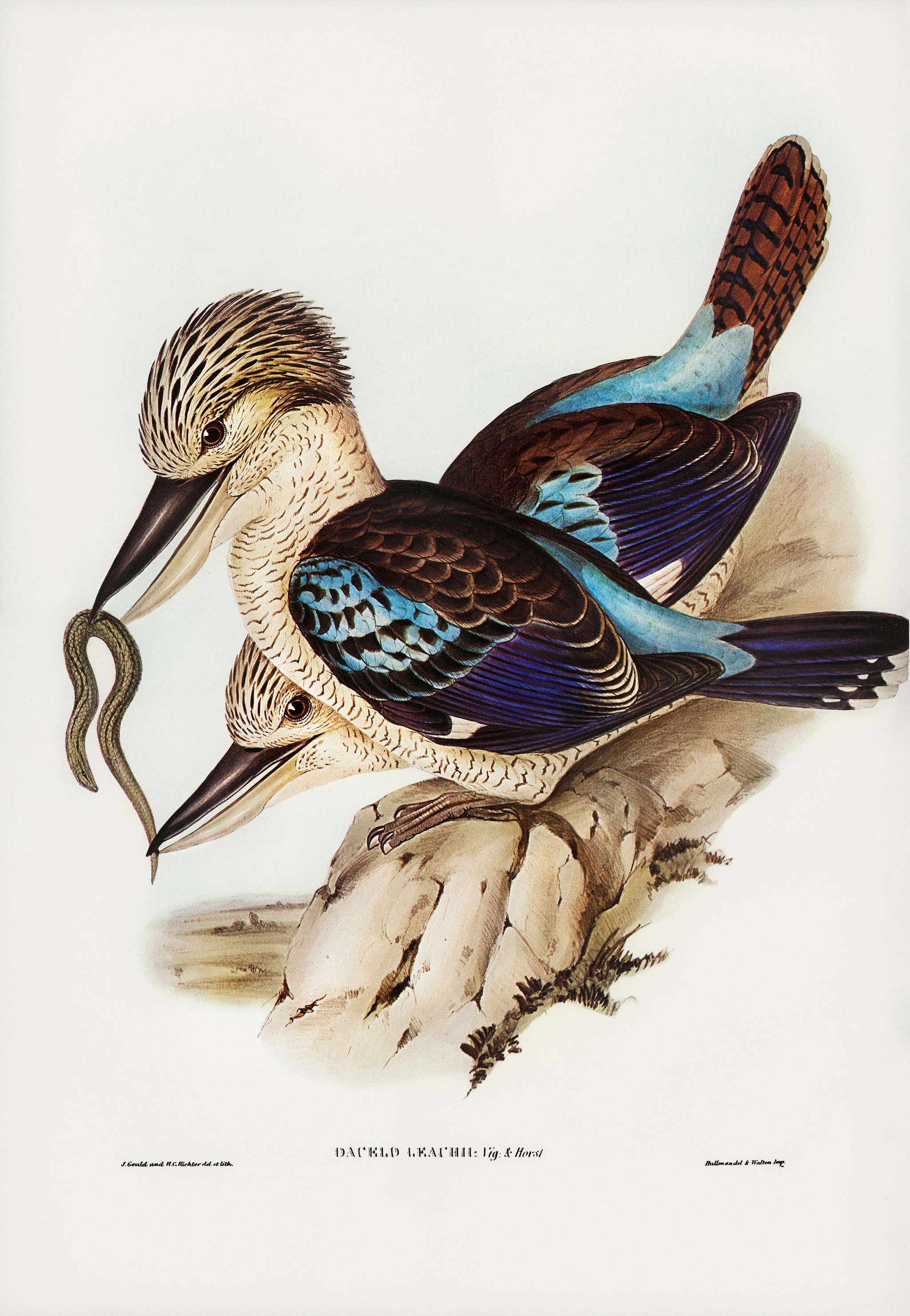 Leach’s Kingfisher (Dacelo Leachii) illustrated by Elizabeth Gould (1804–1841) for John Gould’s (1804-1881... Leach’s Kingfisher (Dacelo Leachii) illustrated by Elizabeth Gould (1804–1841) for John Gould’s (1804-1881...