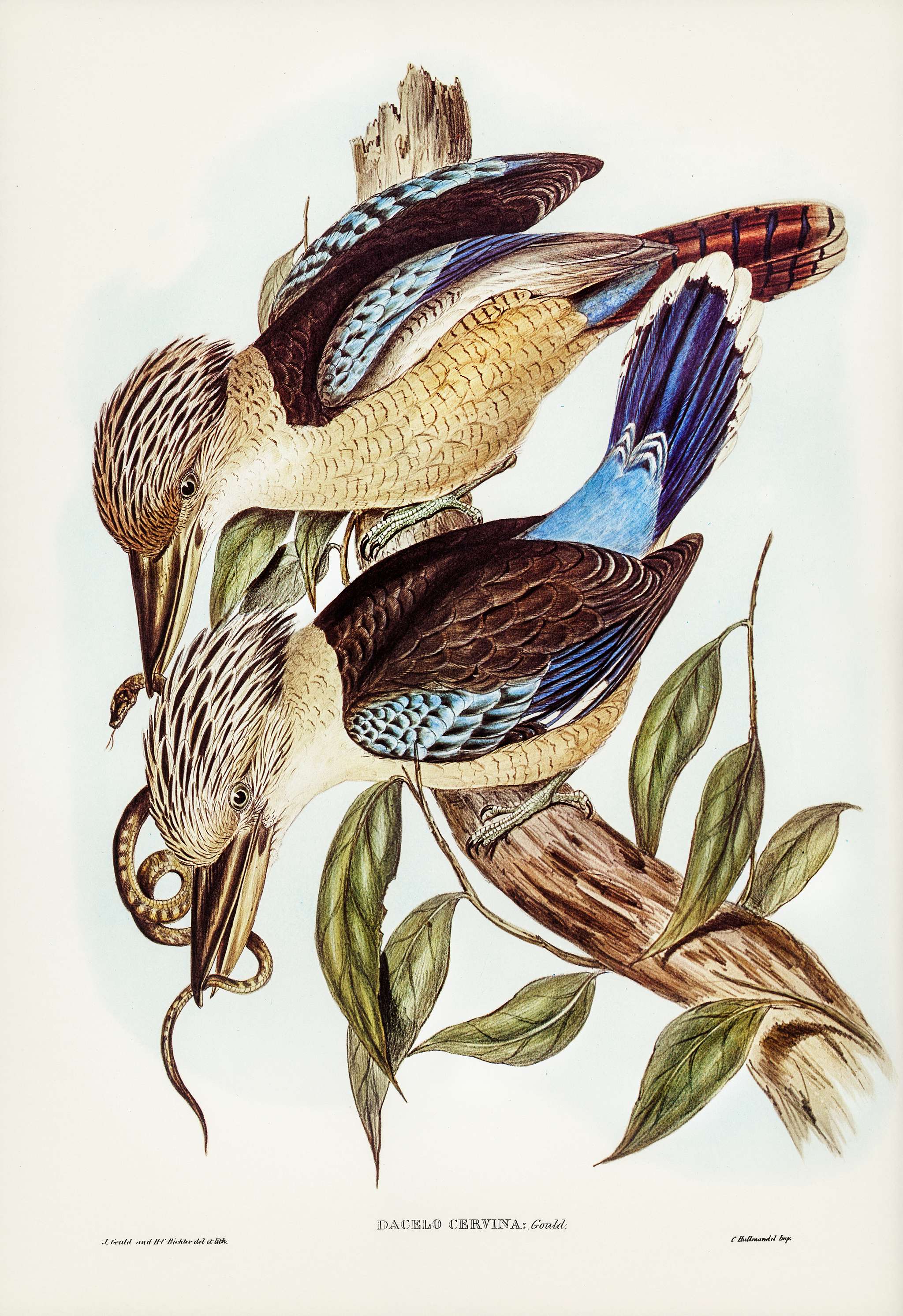 Fawn-breasted Kingfisher (Dacelo corvina) illustrated by Elizabeth Gould (1804–1841) for John Gould’s (1804-1881... Fawn-breasted Kingfisher (Dacelo corvina) illustrated by Elizabeth Gould (1804–1841) for John Gould’s (1804-1881...