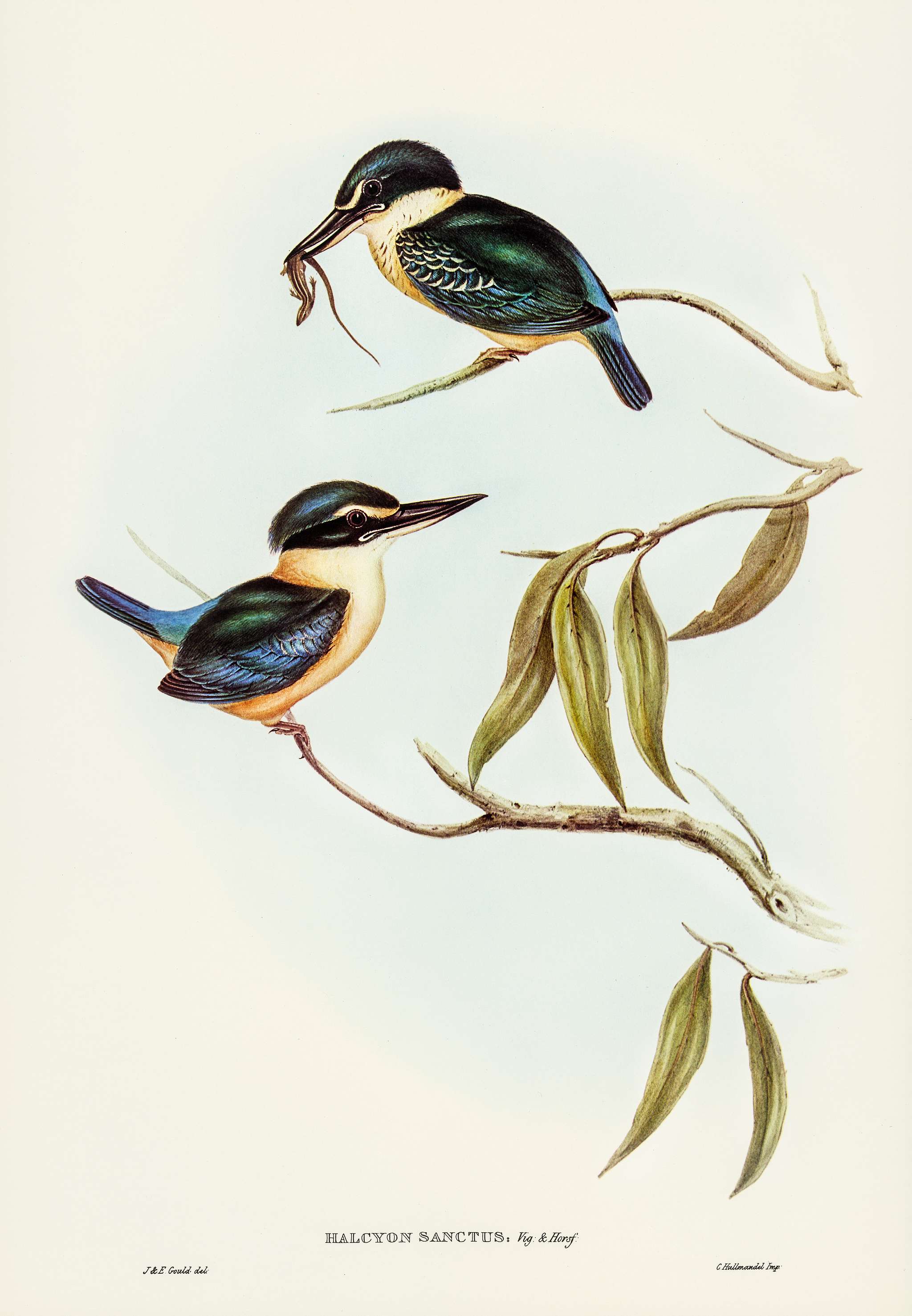 Sacred Halcyon (Halcyon sanctus) illustrated by Elizabeth Gould (1804–1841) for John Gould’s (1804-1881) Birds... Sacred Halcyon (Halcyon sanctus) illustrated by Elizabeth Gould (1804–1841) for John Gould’s (1804-1881) Birds...