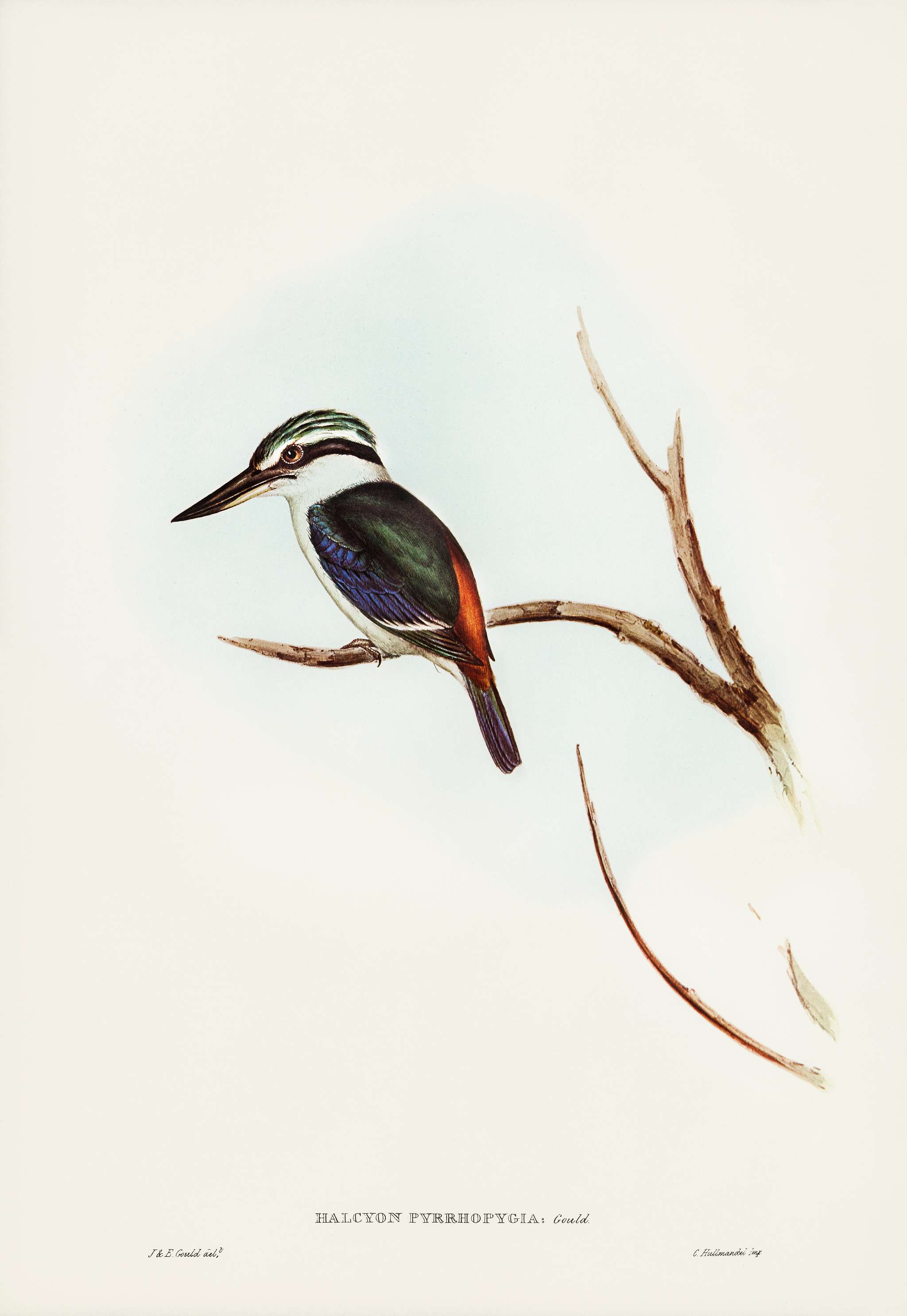 Red-backed Halcyon (Halcyon pyrrhopygia) illustrated by Elizabeth Gould (1804–1841) for John Gould’s (1804-1881... Red-backed Halcyon (Halcyon pyrrhopygia) illustrated by Elizabeth Gould (1804–1841) for John Gould’s (1804-1881...