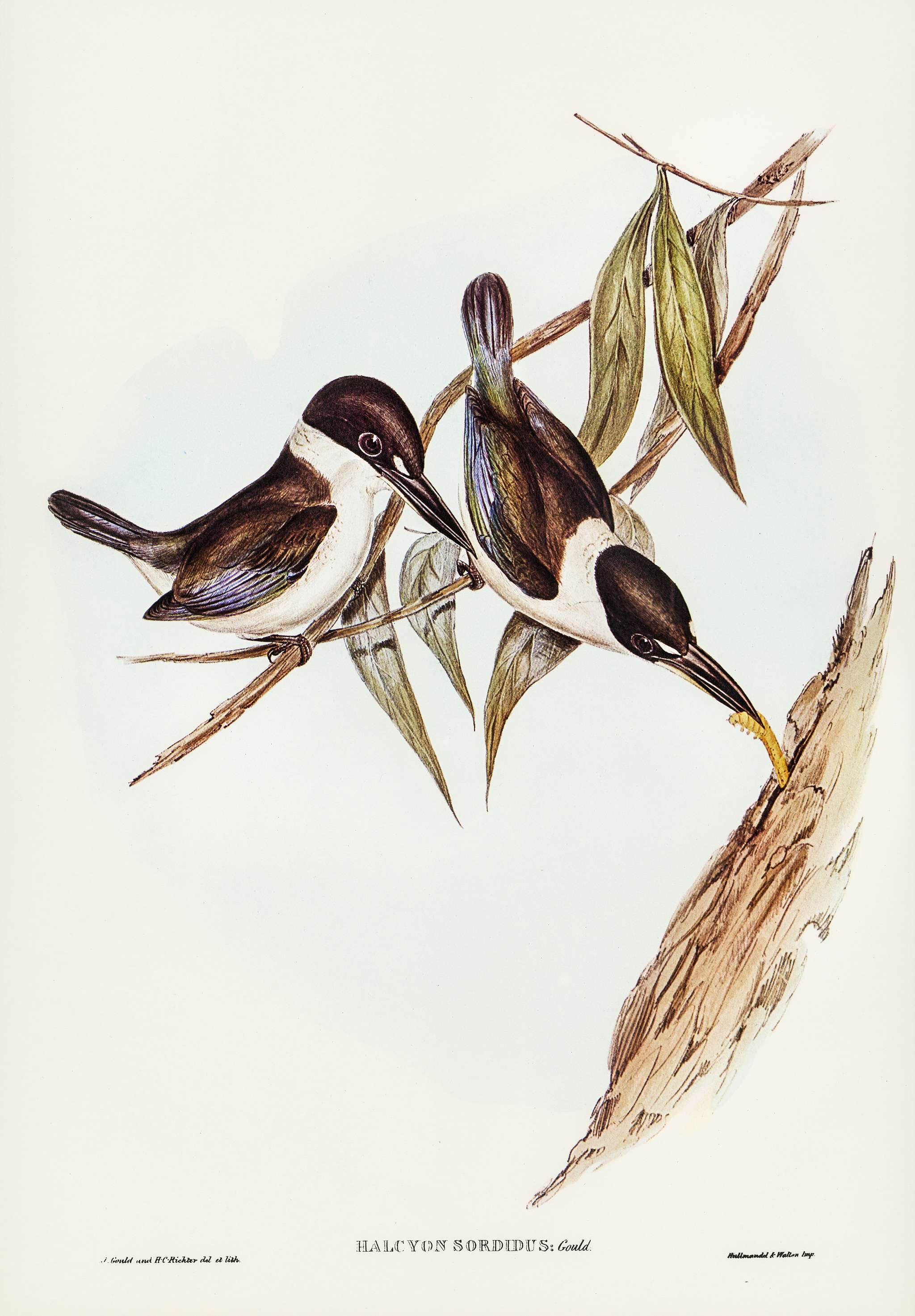 Halcyon sordid (Sordid Halcyon) illustrated by Elizabeth Gould (1804–1841) for John Gould’s (1804-1881) Birds of... Halcyon sordid (Sordid Halcyon) illustrated by Elizabeth Gould (1804–1841) for John Gould’s (1804-1881) Birds of...