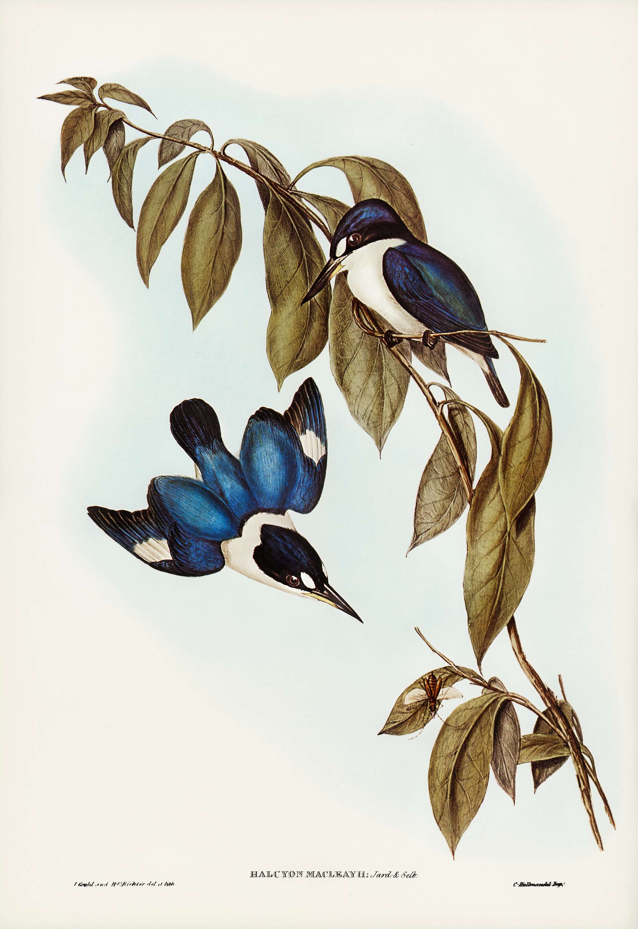 MacLeay’s Halcyon (Halcyon MacLeayii) illustrated by Elizabeth Gould (1804–1841) for John Gould’s (1804-... MacLeay’s Halcyon (Halcyon MacLeayii) illustrated by Elizabeth Gould (1804–1841) for John Gould’s (1804-...