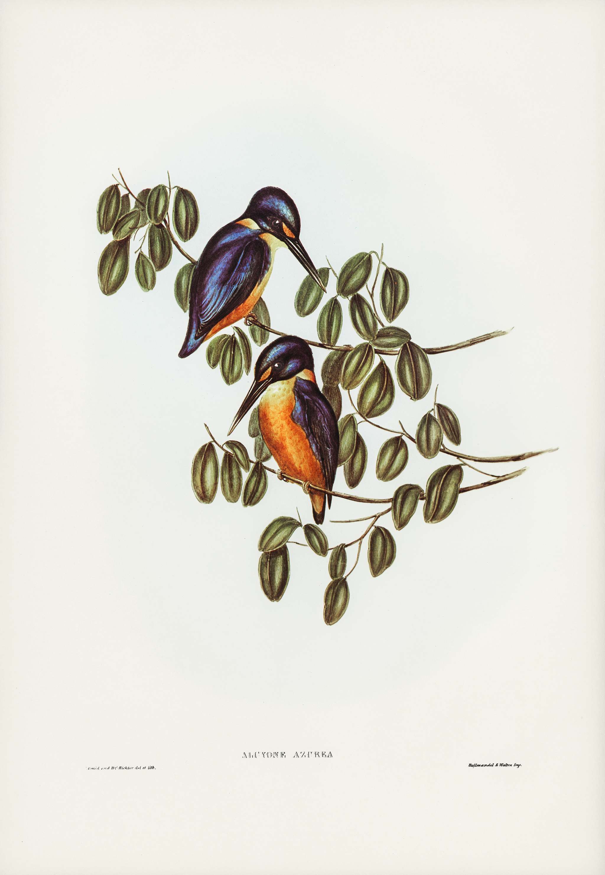 Azure Kingfisher (Alcyone azurea) illustrated by Elizabeth Gould (1804–1841) for John Gould’s (1804-1881) Birds... Azure Kingfisher (Alcyone azurea) illustrated by Elizabeth Gould (1804–1841) for John Gould’s (1804-1881) Birds...