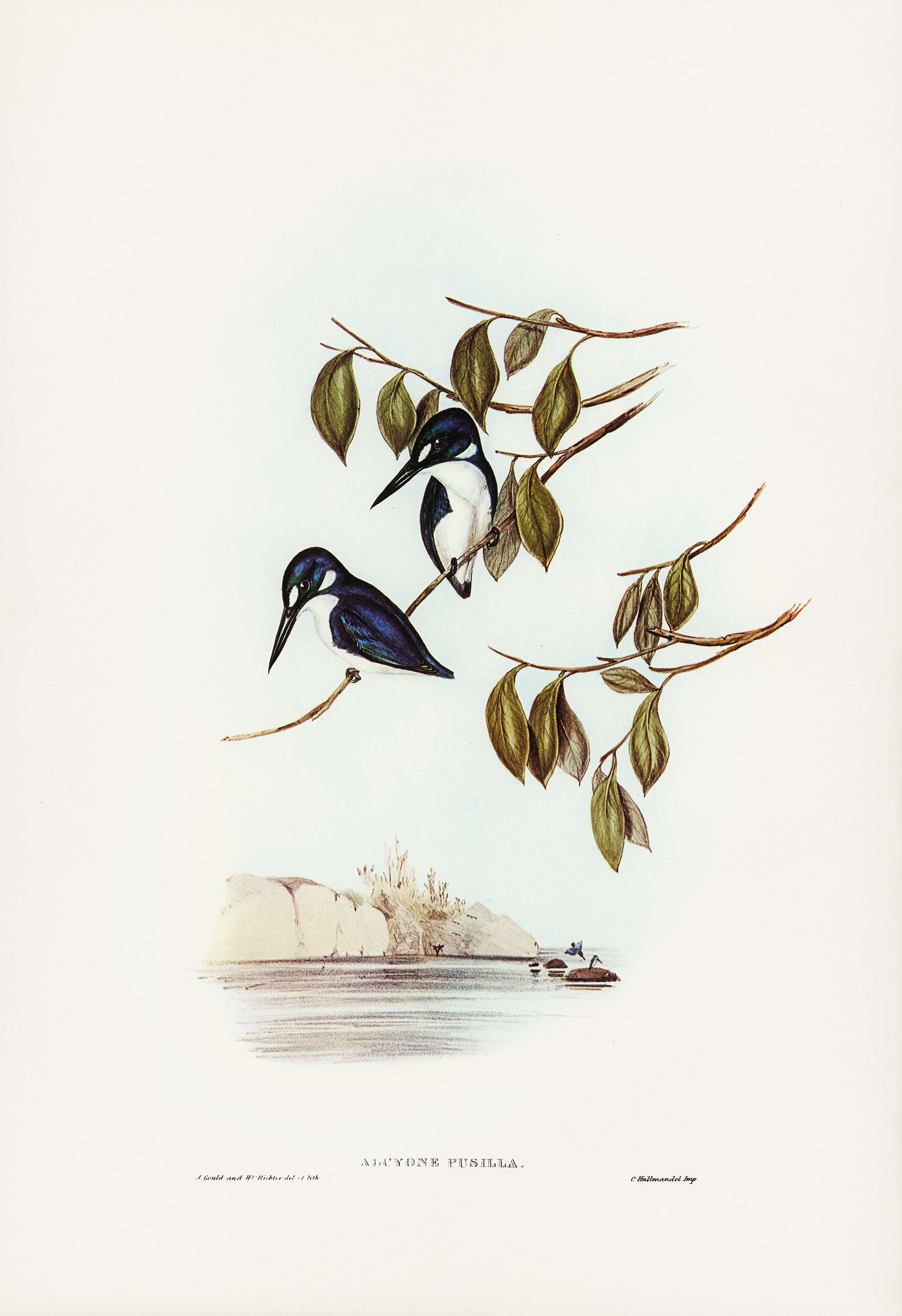 Little Kingfisher (Alcyone pasilla) illustrated by Elizabeth Gould (1804–1841) for John Gould’s (1804-1881)... Little Kingfisher (Alcyone pasilla) illustrated by Elizabeth Gould (1804–1841) for John Gould’s (1804-1881)...