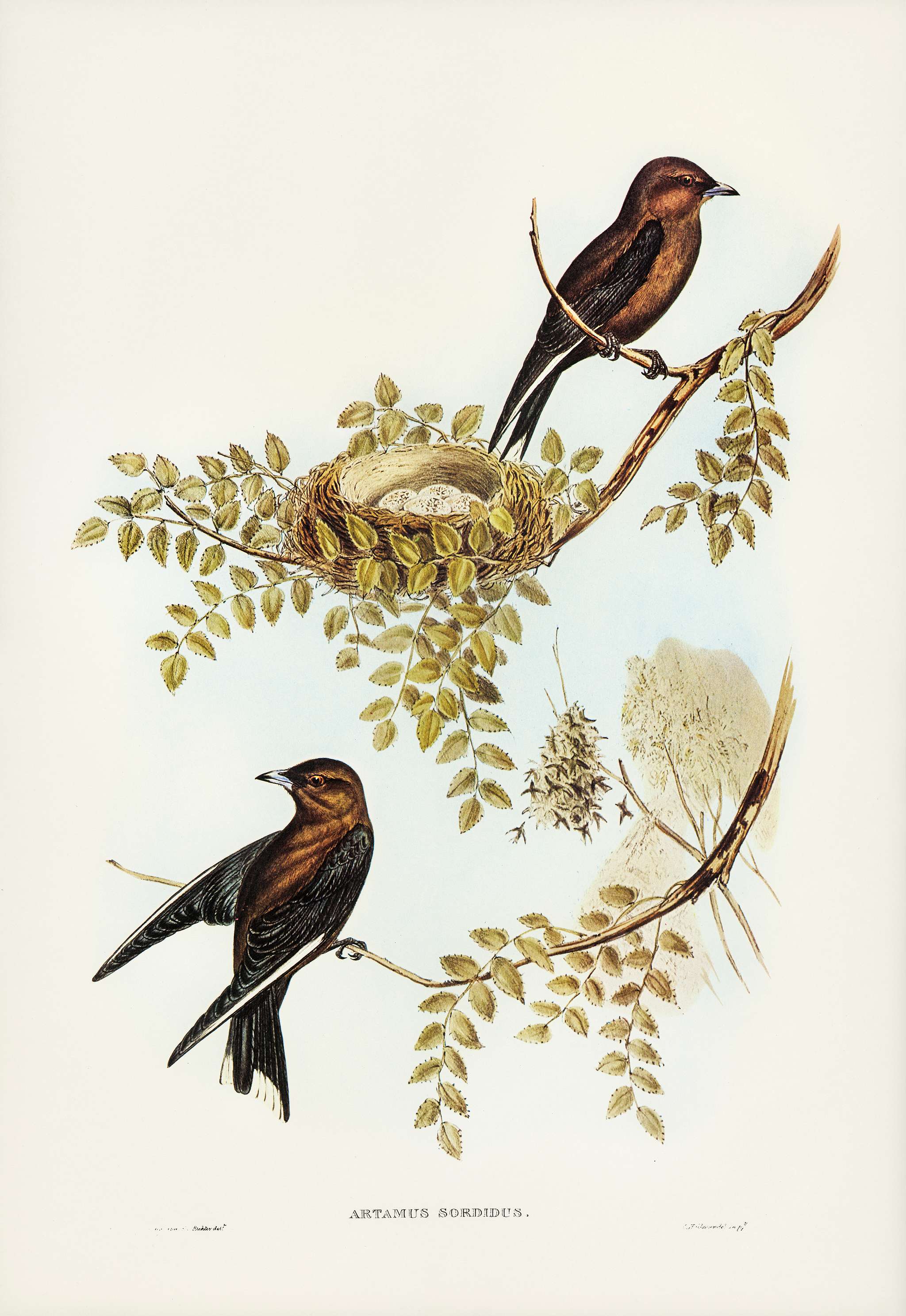Wood Swallow (Artamus sordid) illustrated by Elizabeth Gould (1804–1841) for John Gould’s (1804-1881) Birds of... Wood Swallow (Artamus sordid) illustrated by Elizabeth Gould (1804–1841) for John Gould’s (1804-1881) Birds of...