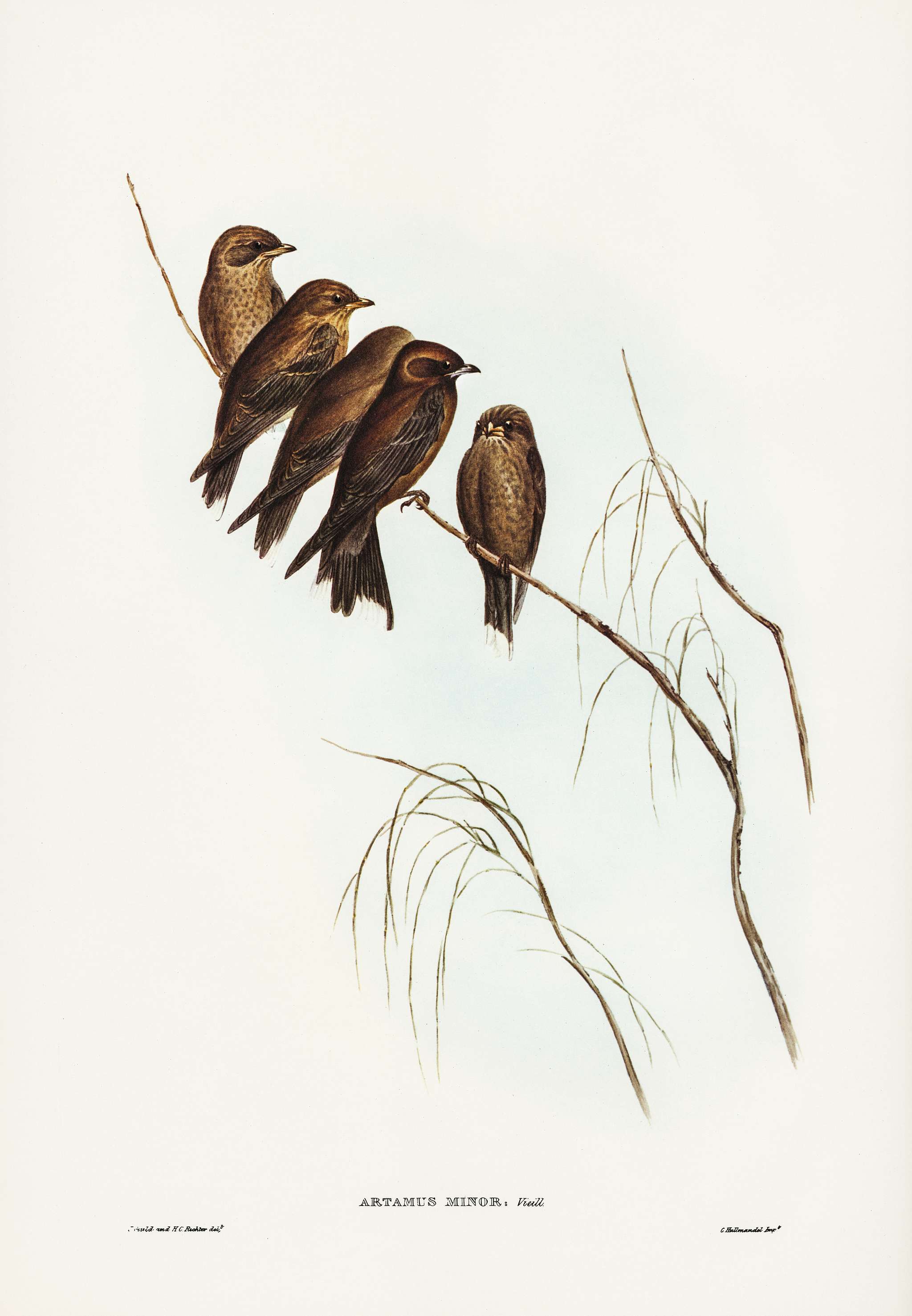 Little Wood Swallow (Artamus minor, Vieill) illustrated by Elizabeth Gould (1804–1841) for John Gould’s (1804-... Little Wood Swallow (Artamus minor, Vieill) illustrated by Elizabeth Gould (1804–1841) for John Gould’s (1804-...