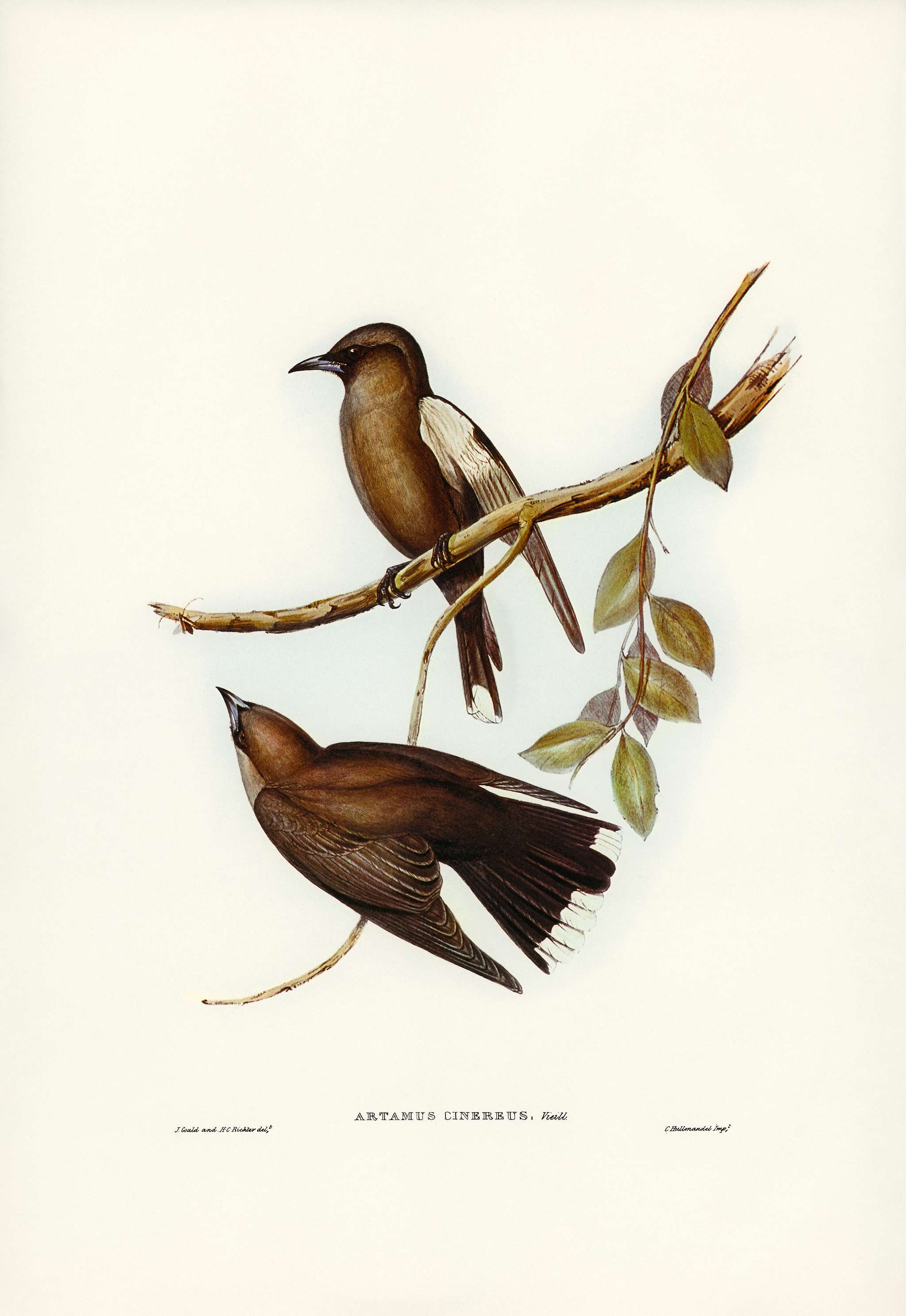 Grey-breasted Wood Swallow (Artamus cinereous) illustrated by Elizabeth Gould (1804–1841) for John Gould’s (1804... Grey-breasted Wood Swallow (Artamus cinereous) illustrated by Elizabeth Gould (1804–1841) for John Gould’s (1804...
