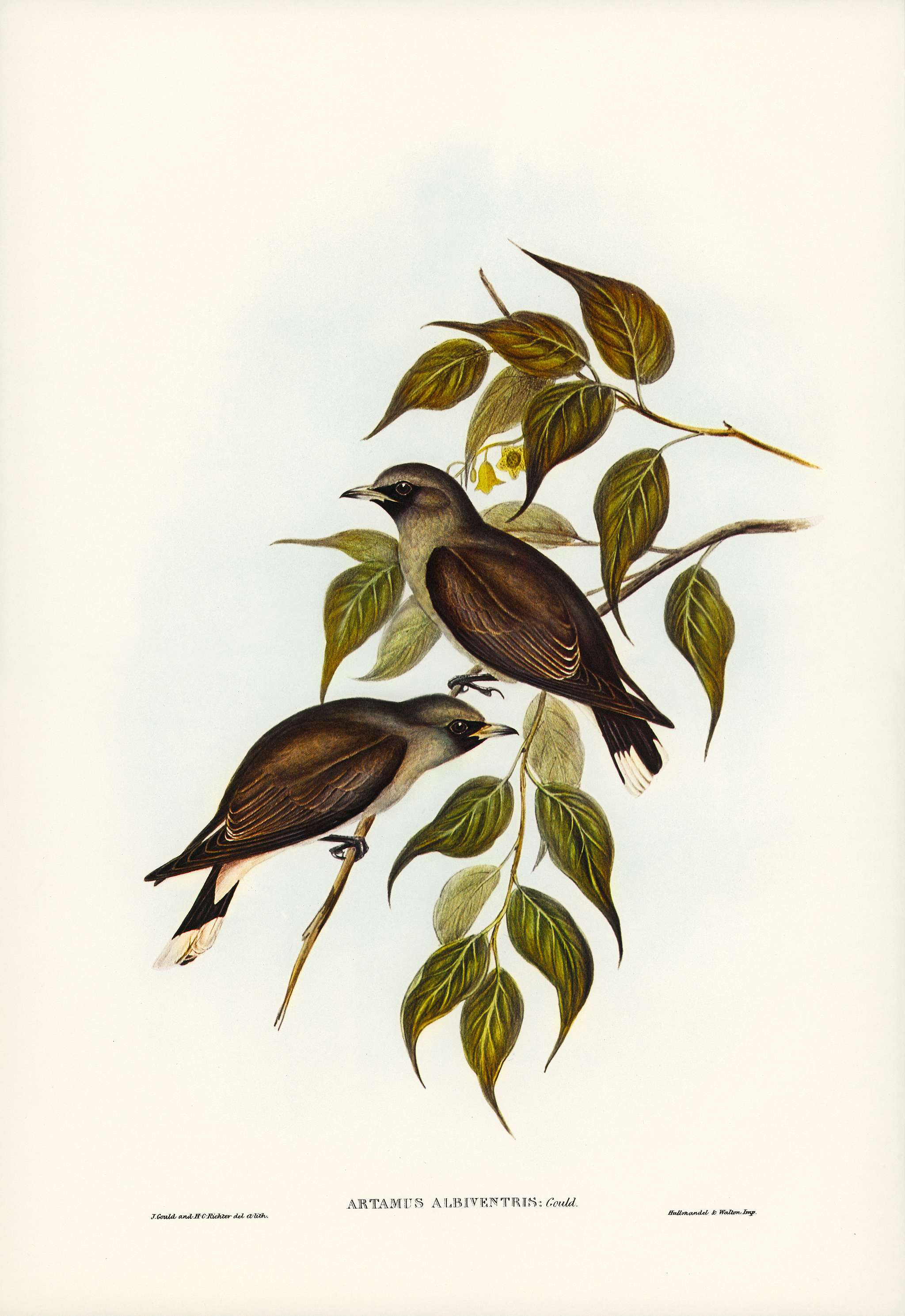 White-vented Wood Swallow (Artamus albiventris) illustrated by Elizabeth Gould (1804–1841) for John Gould’s (... White-vented Wood Swallow (Artamus albiventris) illustrated by Elizabeth Gould (1804–1841) for John Gould’s (...