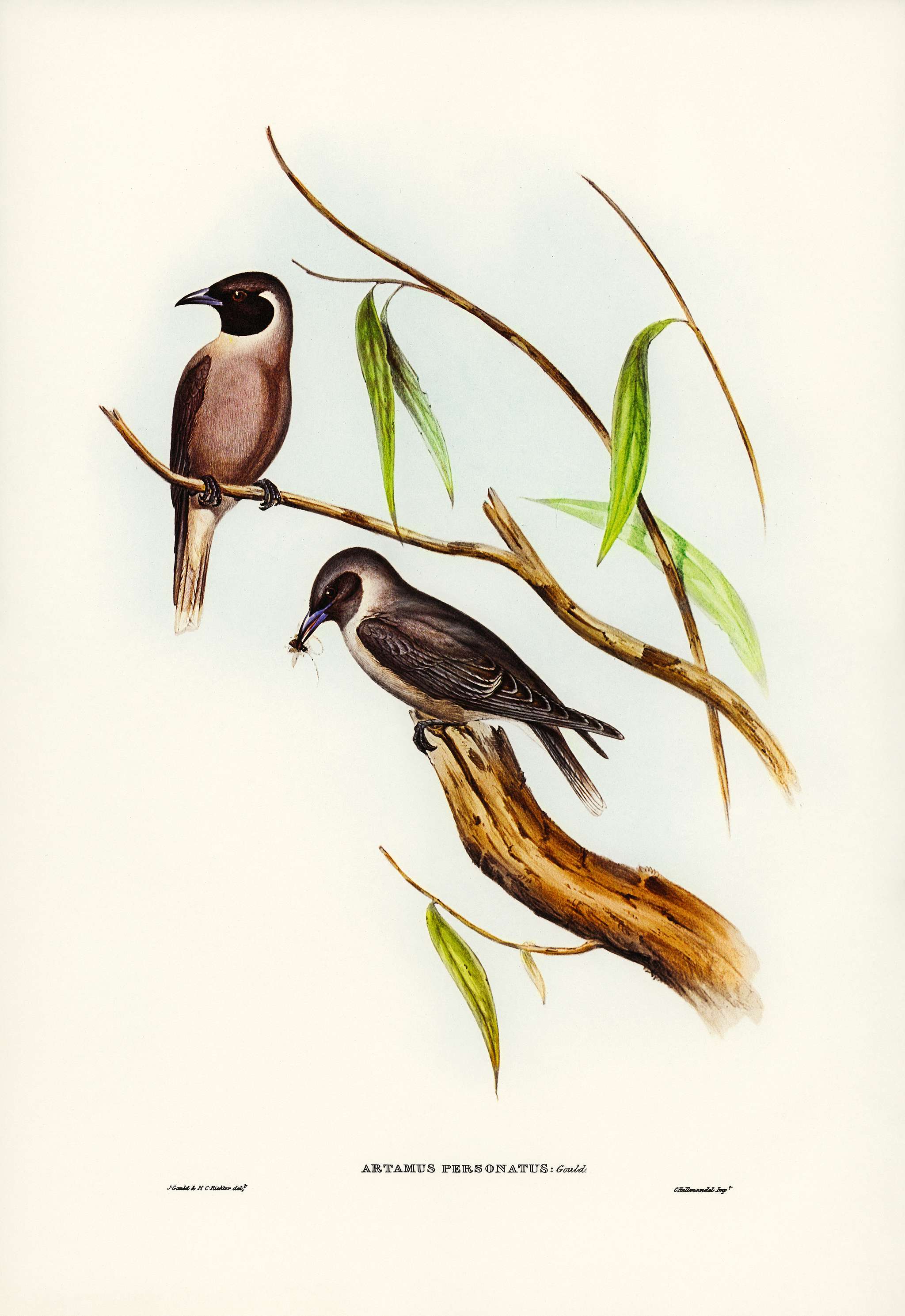 Masked Wood Swallow (Artamus personates, Gould) illustrated by Elizabeth Gould (1804–1841) for John Gould’s (... Masked Wood Swallow (Artamus personates, Gould) illustrated by Elizabeth Gould (1804–1841) for John Gould’s (...